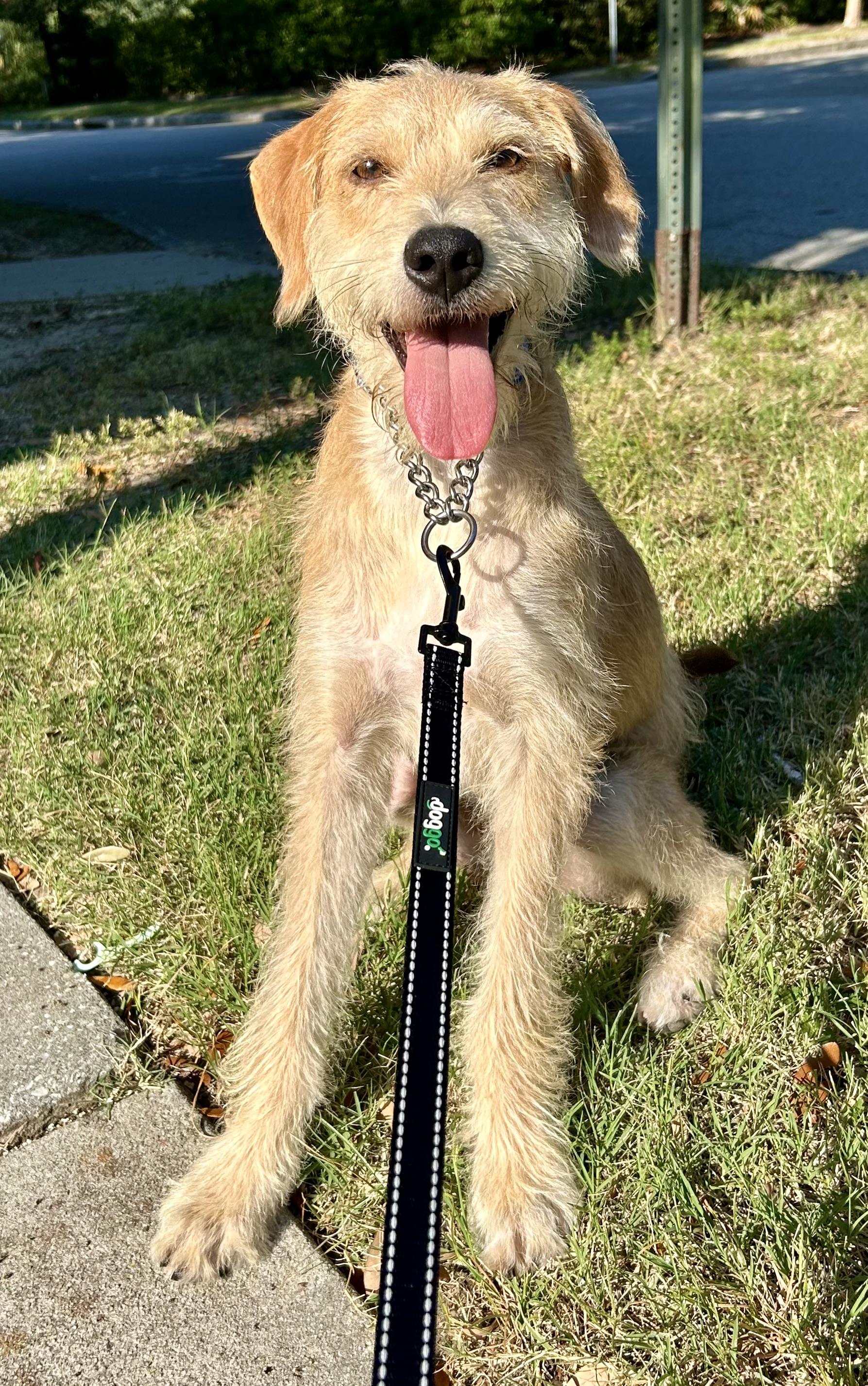 Benji, a ADOPTABLE mixed breed in Mt Pleasant, SC image 2/6