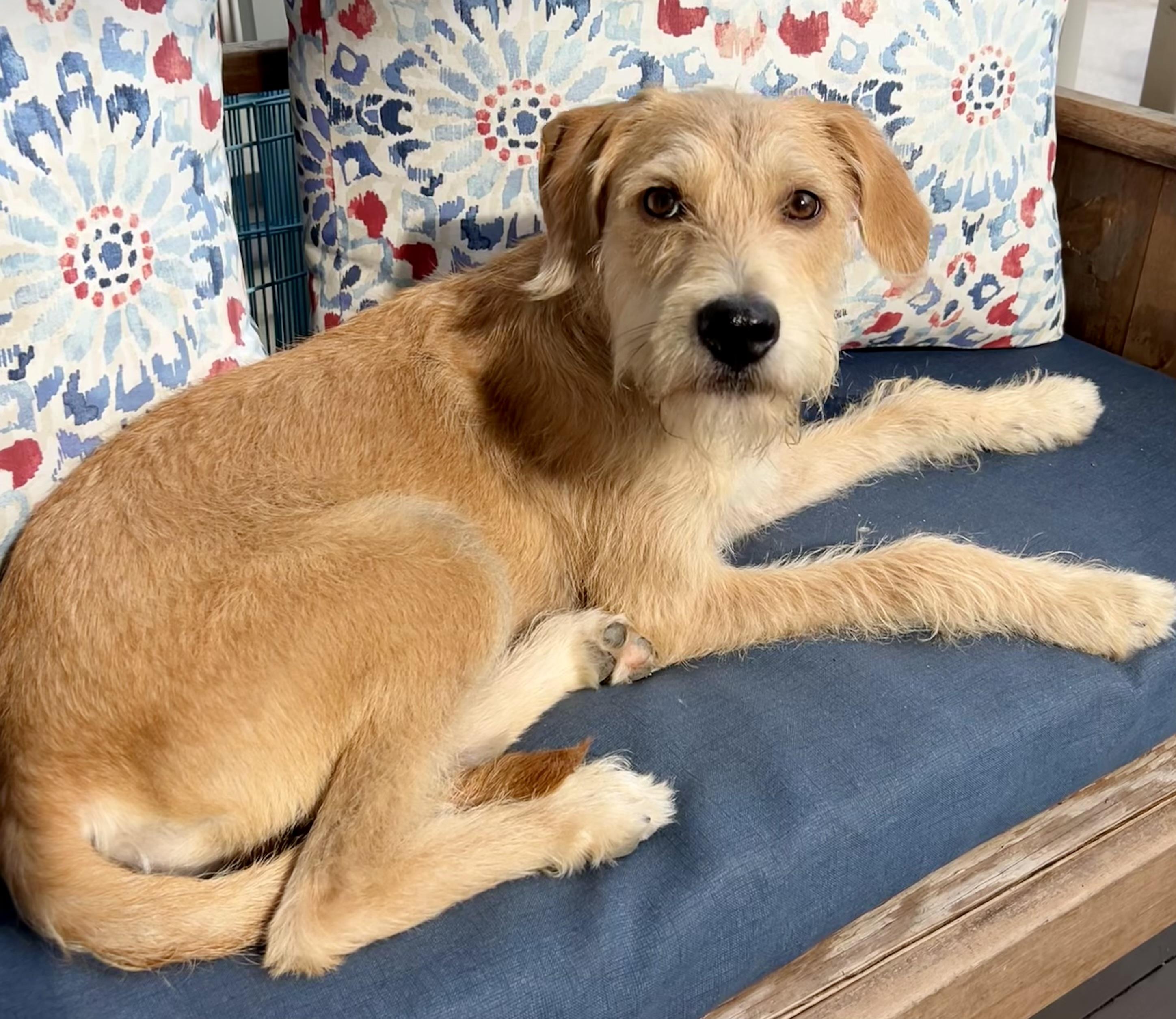 Benji, a ADOPTABLE mixed breed in Mt Pleasant, SC image 5/6