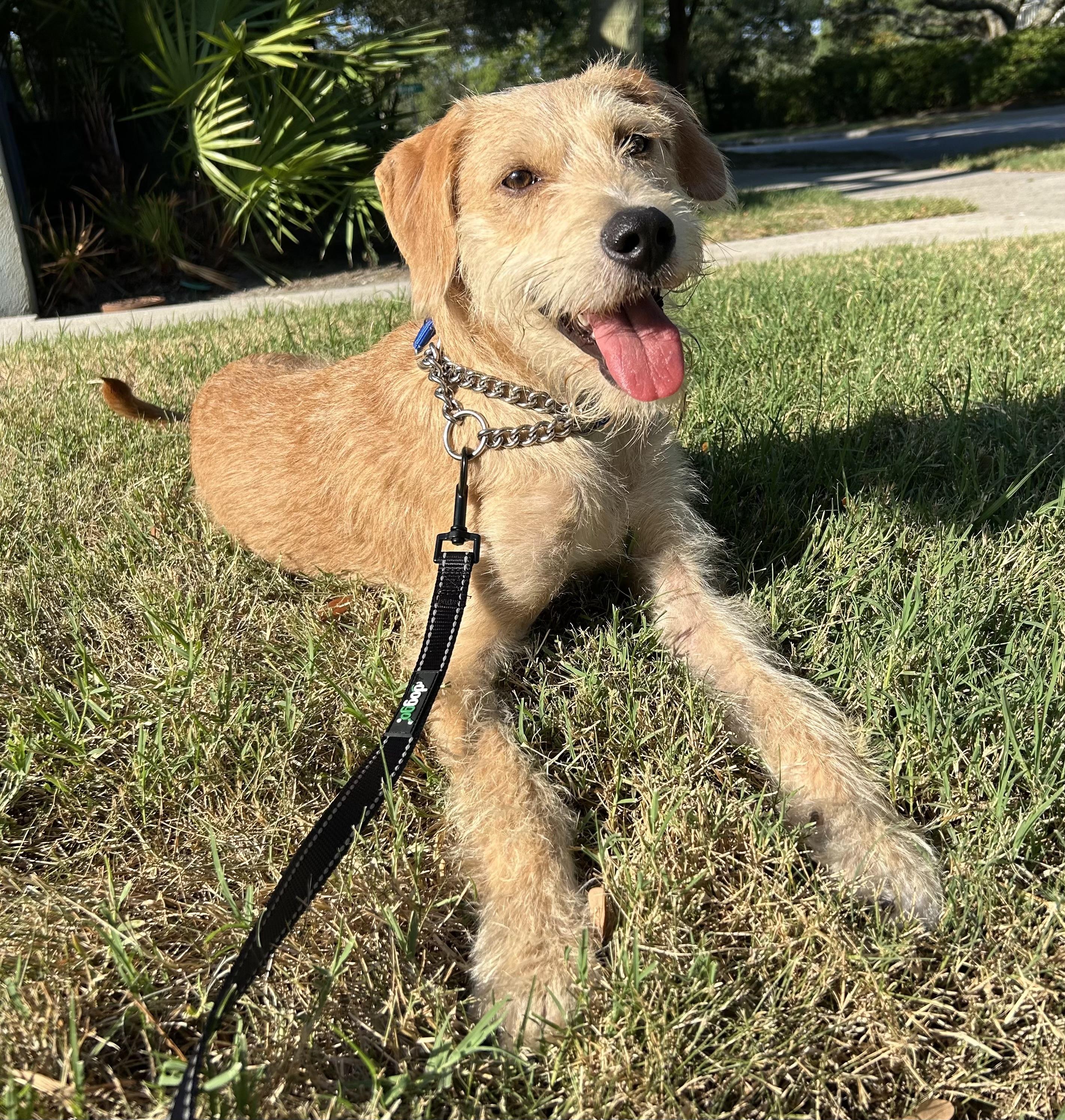 Benji, a ADOPTABLE mixed breed in Mt Pleasant, SC image 1/6