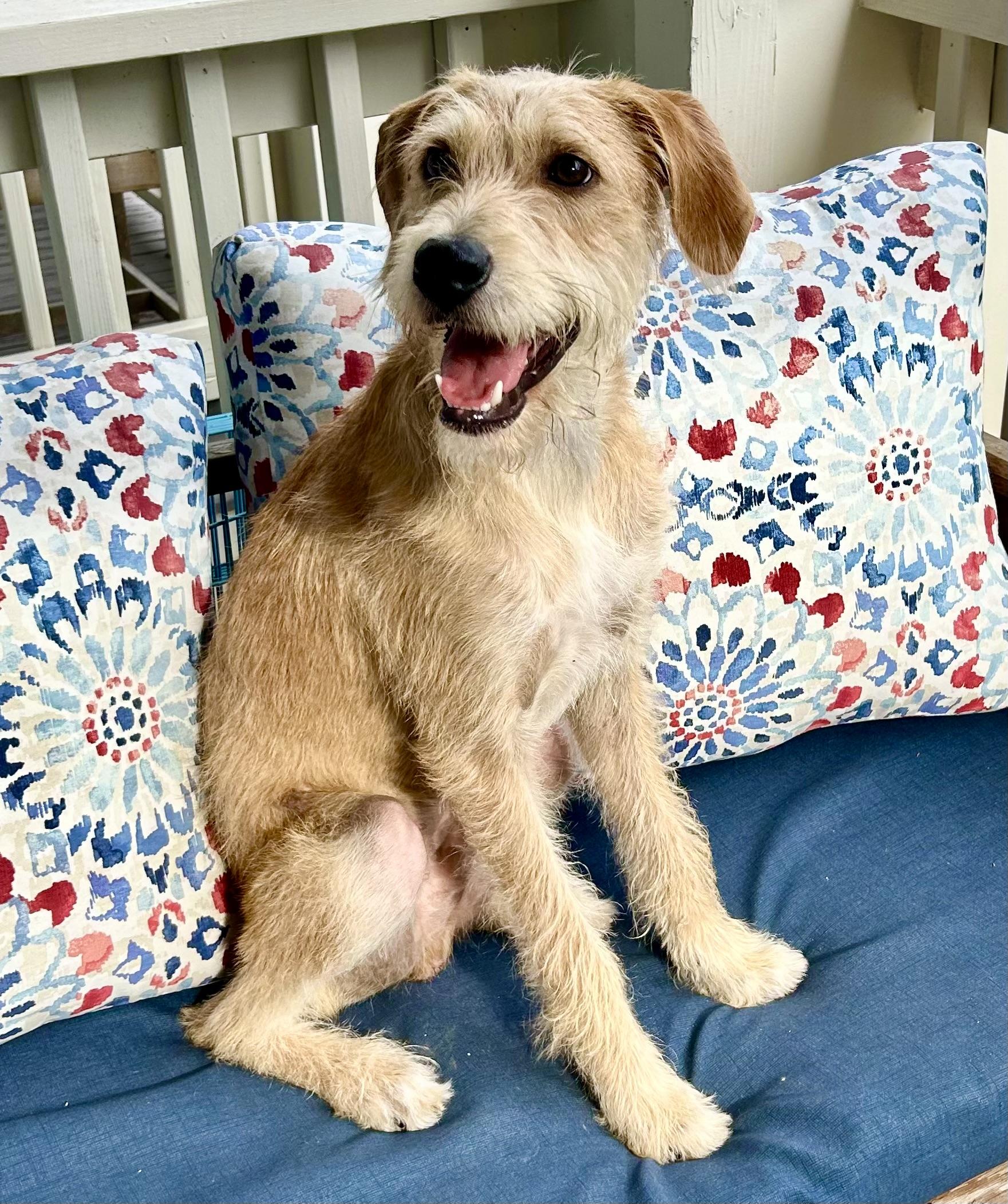 Benji, a ADOPTABLE mixed breed in Mt Pleasant, SC image 6/6