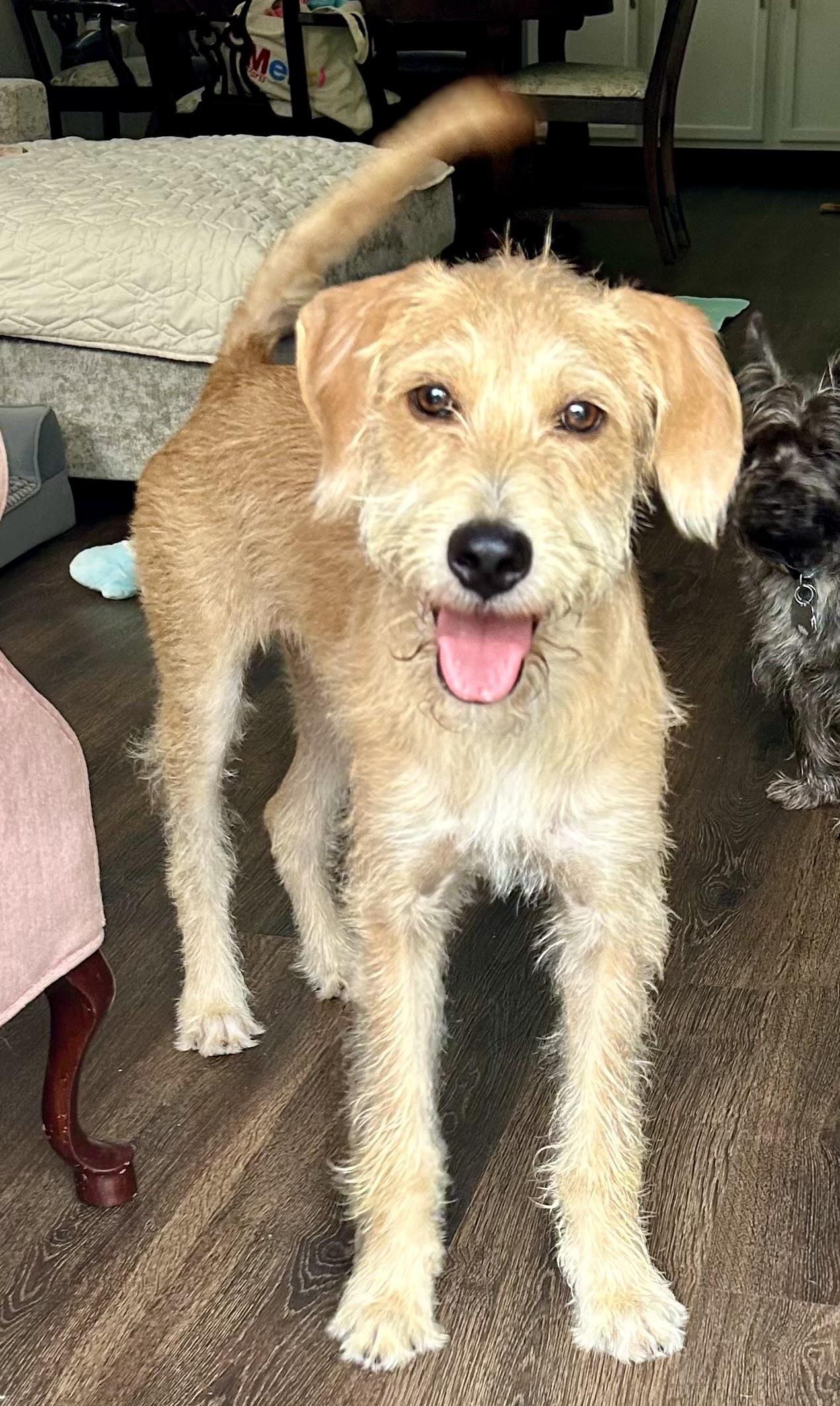 Benji, a ADOPTABLE mixed breed in Mt Pleasant, SC image 4/6