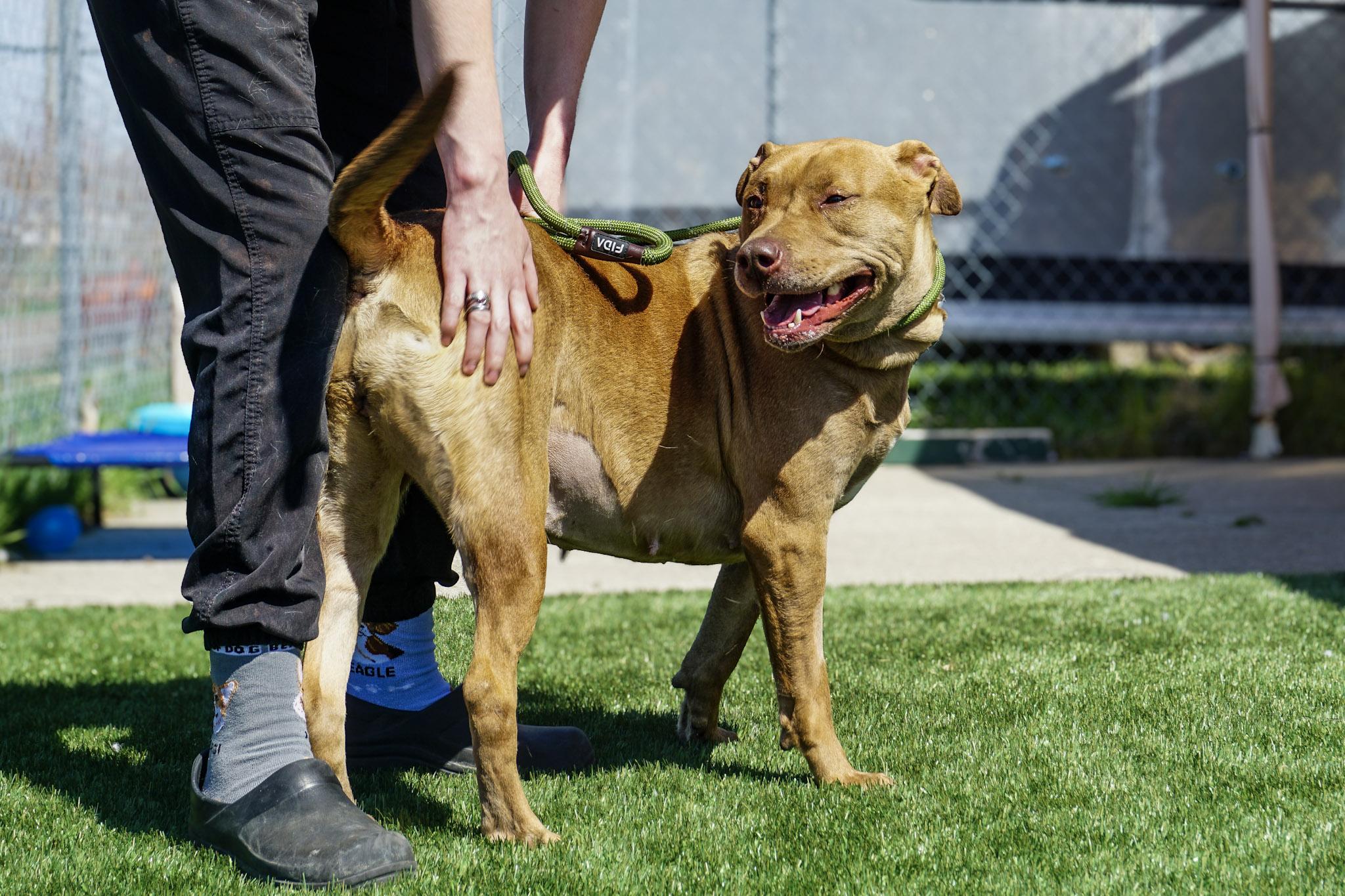 Phoebe, Adult Female Terrier