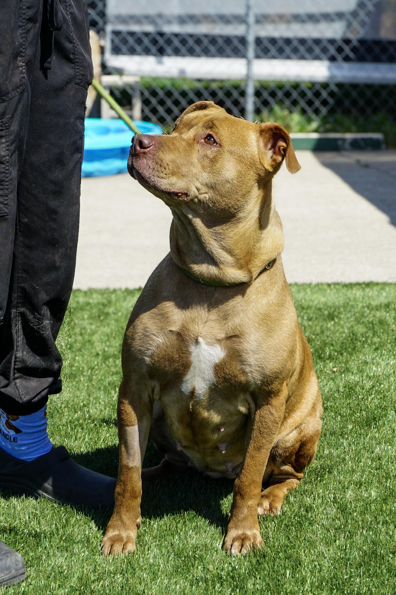 Enlarge Phoebe, a Adoptable mixed breed in Elmira, NY image 2/2