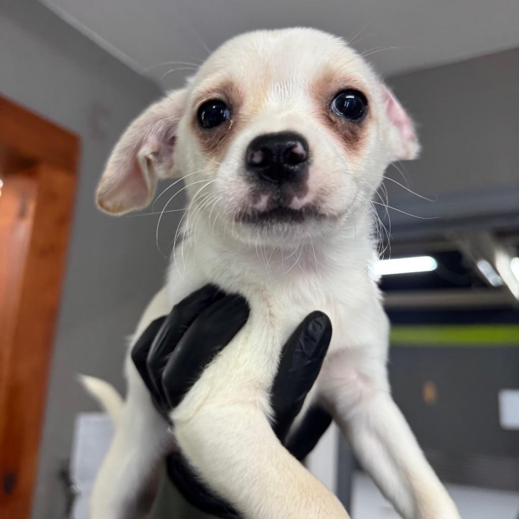 Nate, Adoptable, Puppy Male Pug.