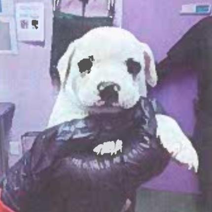 Enlarge Nate, a Adoptable mixed breed in Tacoma, WA image 2/2