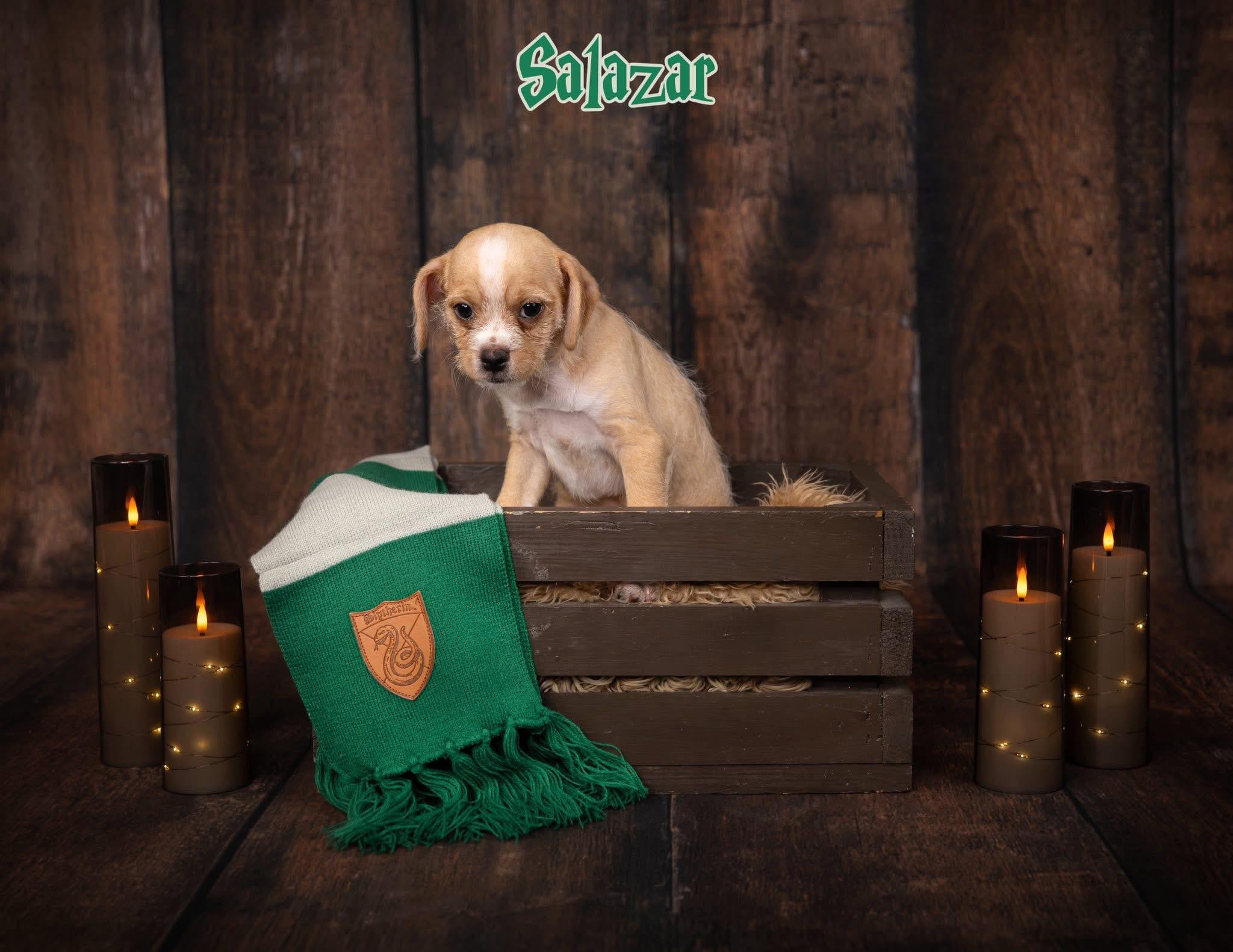 Salazar, a Adoptable mixed breed in Las Vegas, NV image 1/2