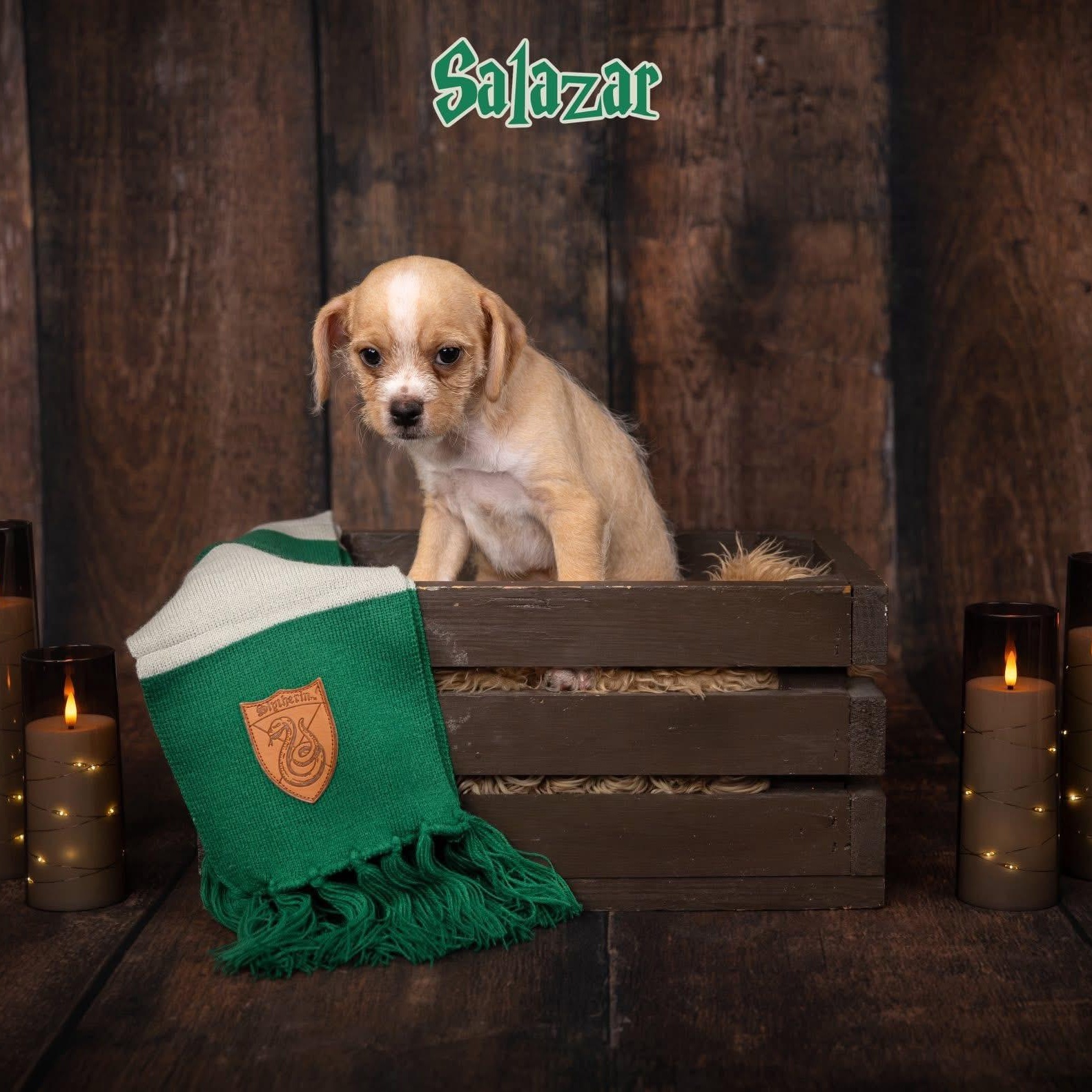 Enlarge Salazar, a Adoptable mixed breed in Las Vegas, NV image 4/4