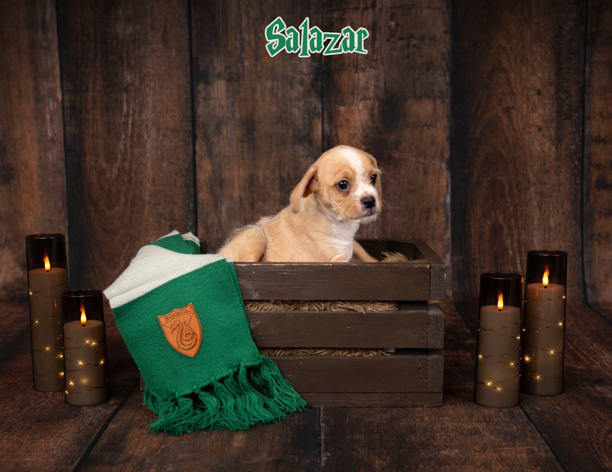 Salazar, a Adoptable mixed breed in Las Vegas, NV image 2/2