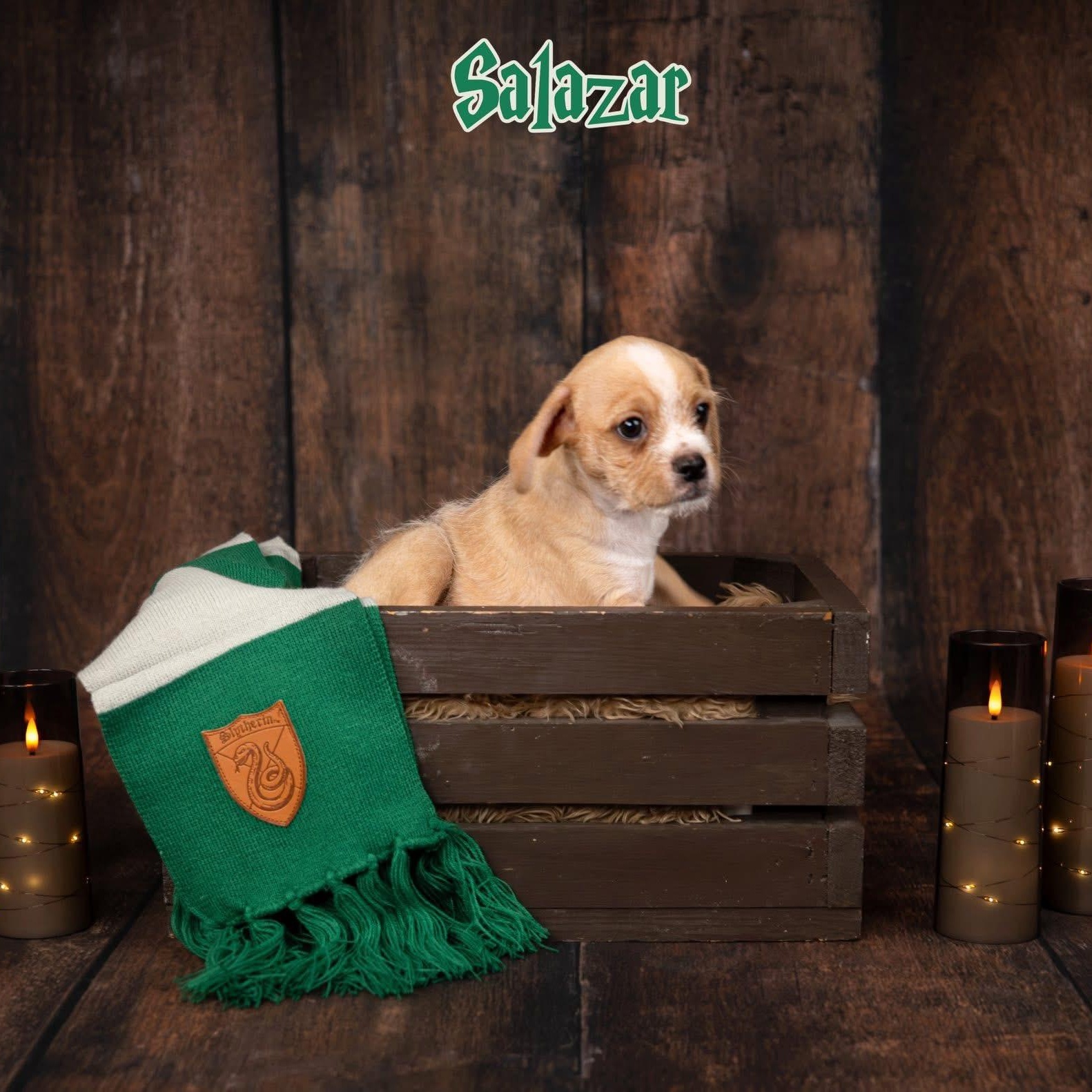 Enlarge Salazar, a Adoptable mixed breed in Las Vegas, NV image 2/4