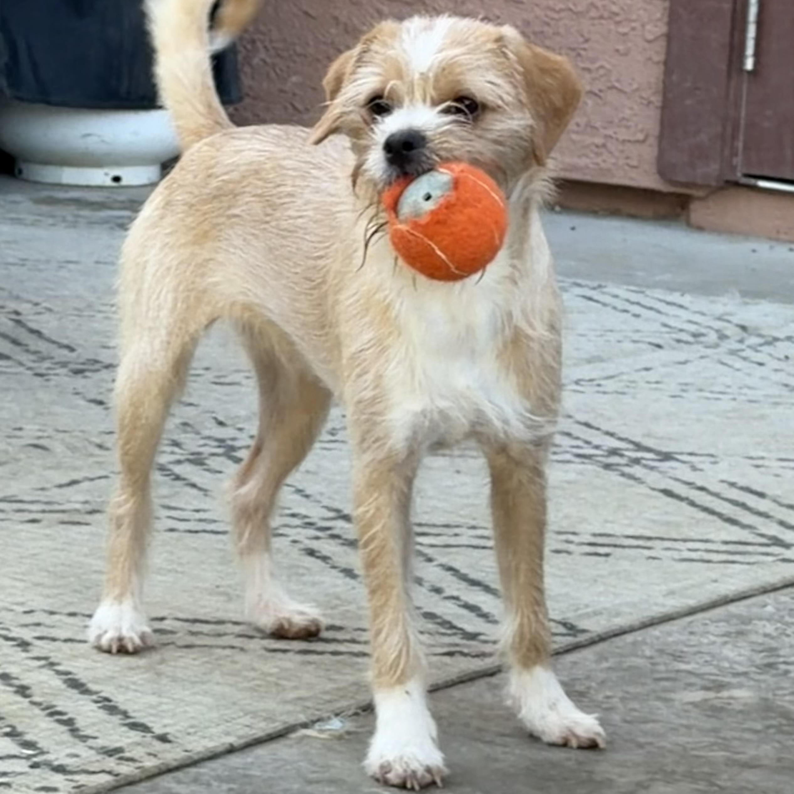 Salazar, Adoptable, Puppy Male Border Terrier.