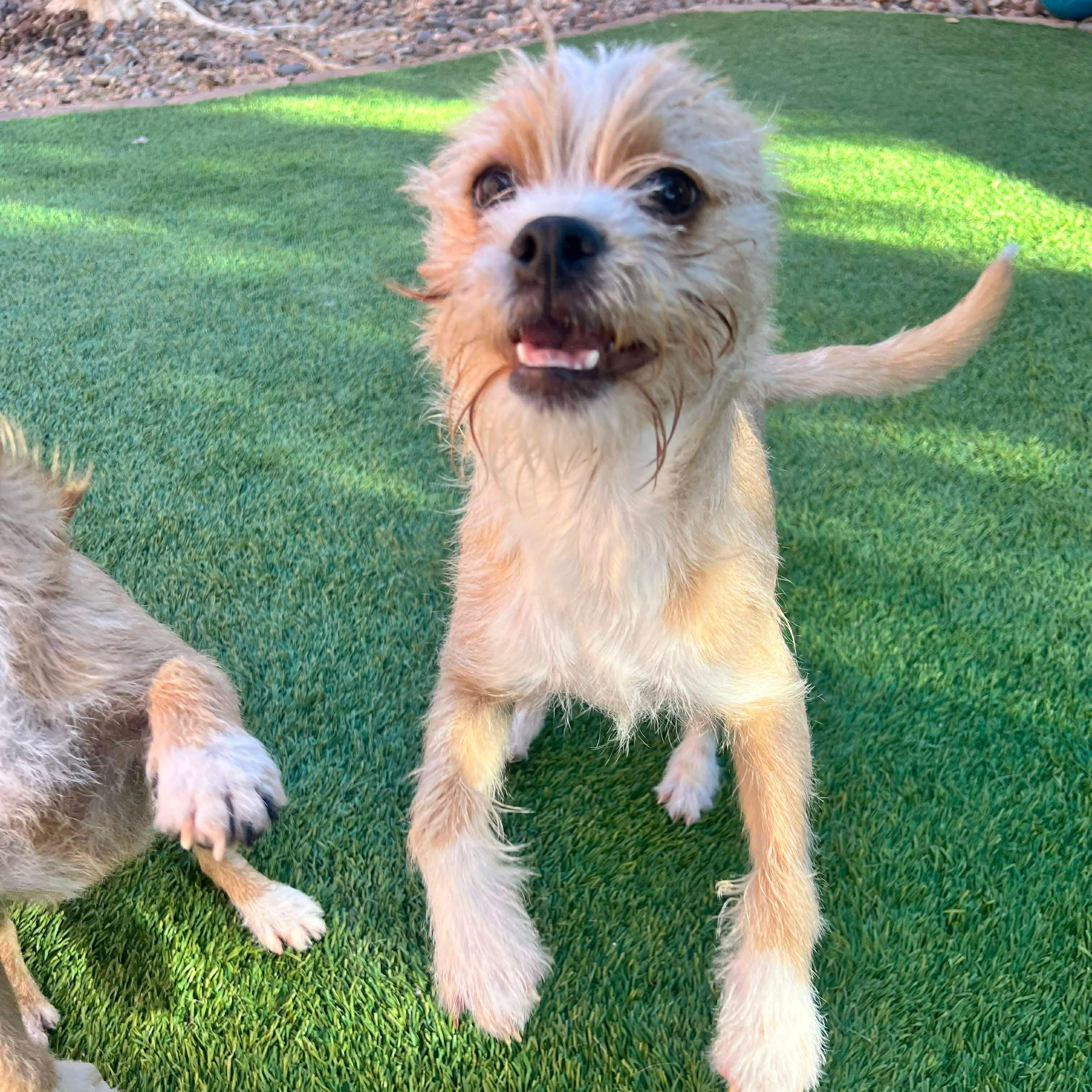 Enlarge Salazar, a Adoptable mixed breed in Las Vegas, NV image 3/4