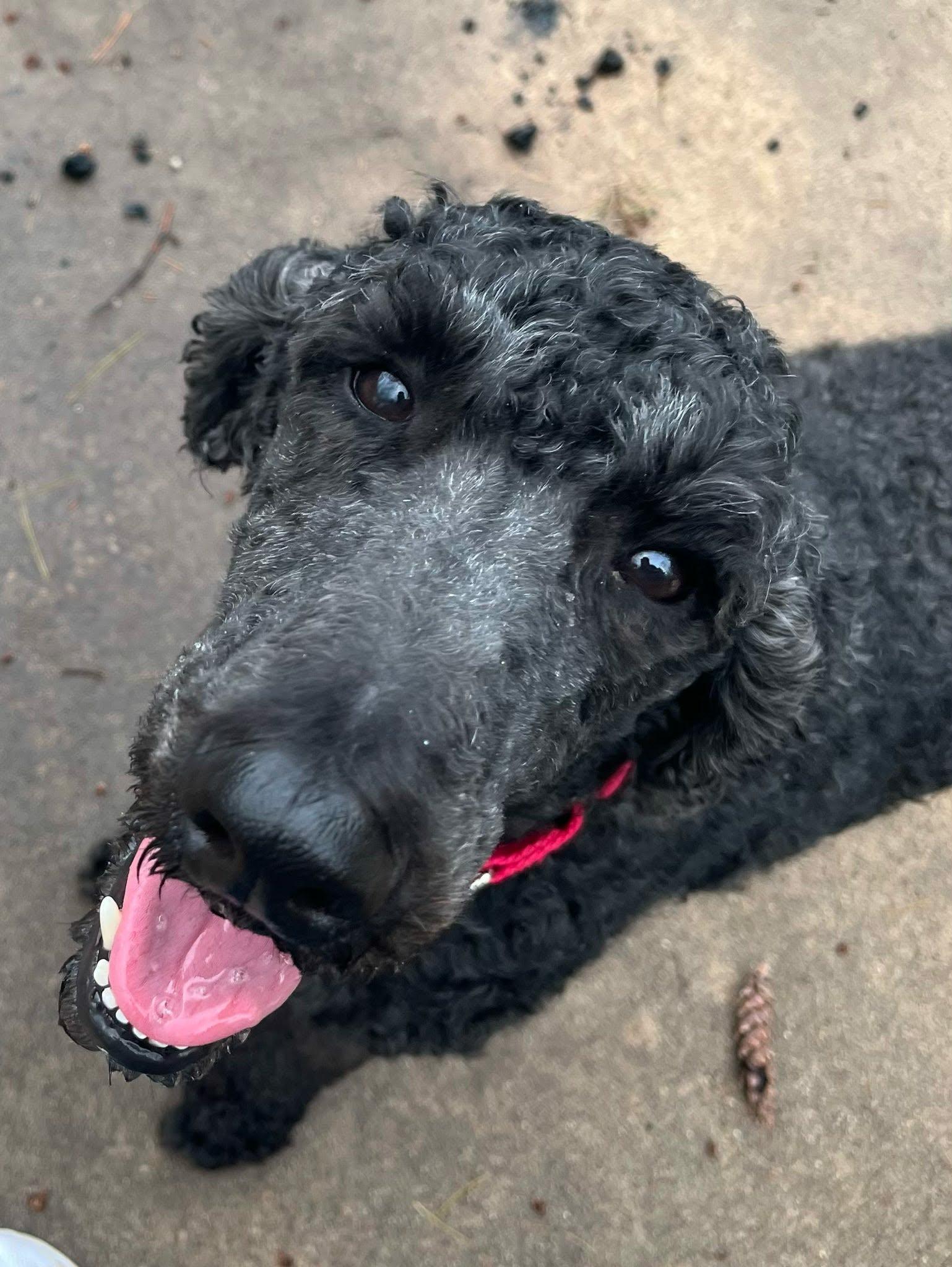 Enlarge Walter, a ADOPTABLE mixed breed in De Pere, WI image 3/3