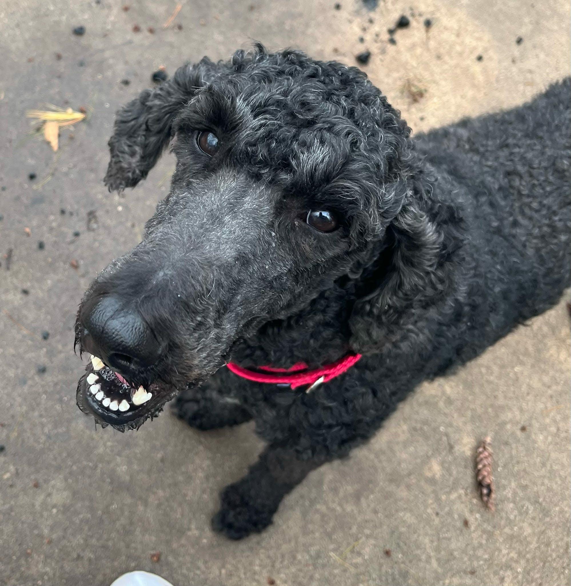 Enlarge Walter, a ADOPTABLE mixed breed in De Pere, WI image 2/3