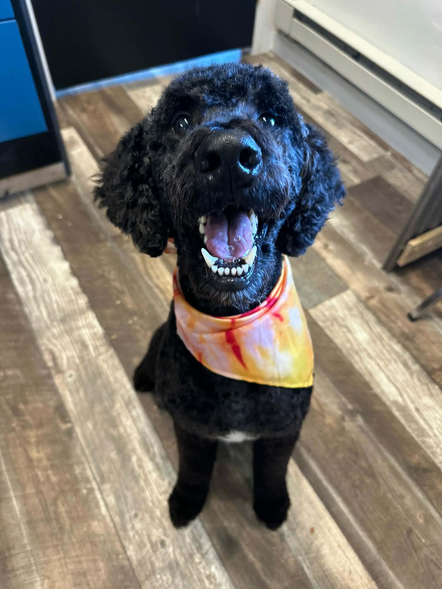 Walter, ADOPTABLE, Young Male Poodle.