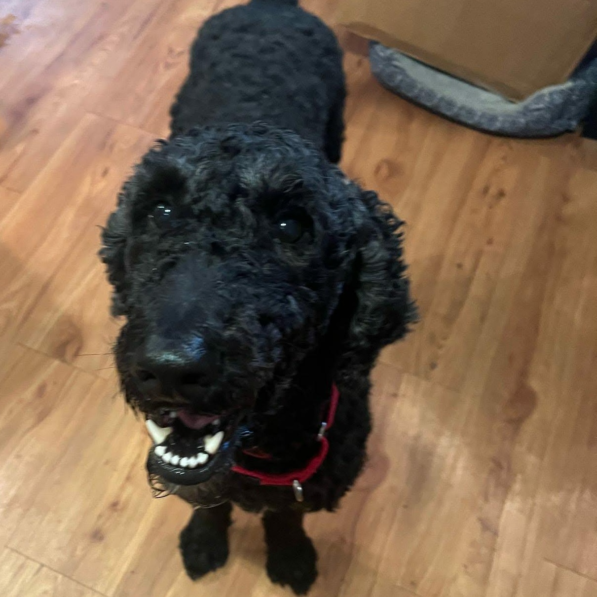 Walter, ADOPTABLE, Young Male Poodle.