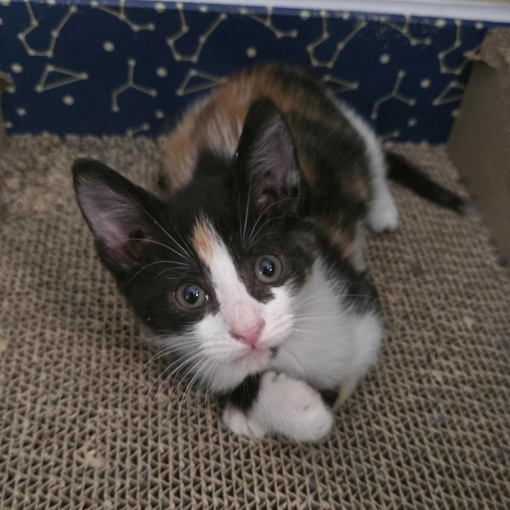 ChomChom, ADOPTABLE, Kitten Female Domestic Short Hair.
