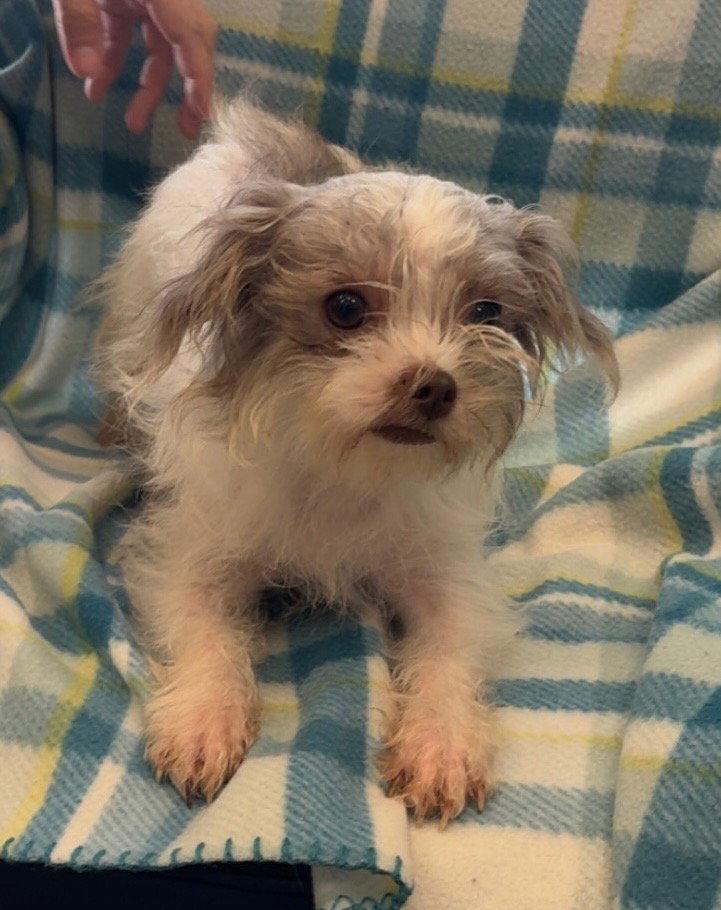 Enlarge maggie 1 yr old Ava 5/13, a Adopted Shih Tzu in Sterling, MA image 1/1