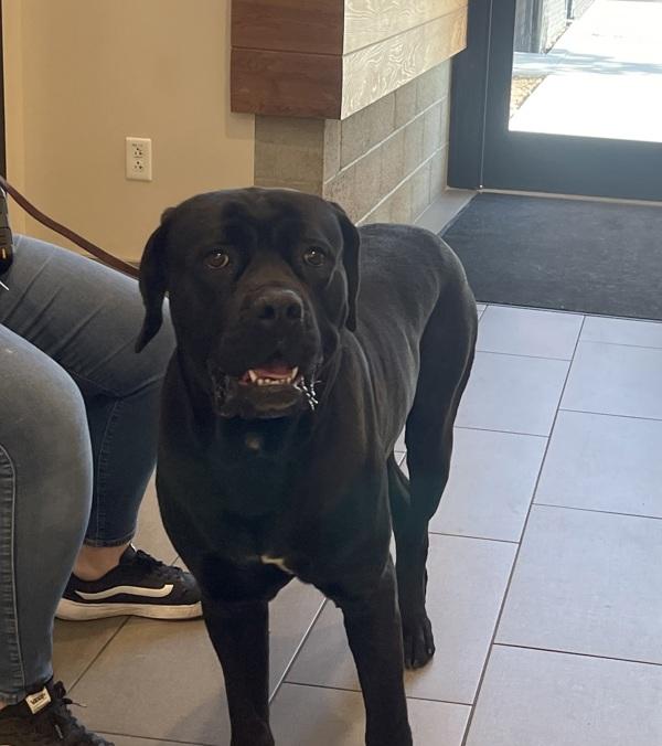 Big Randy, Adoptable, Young Male Cane Corso.