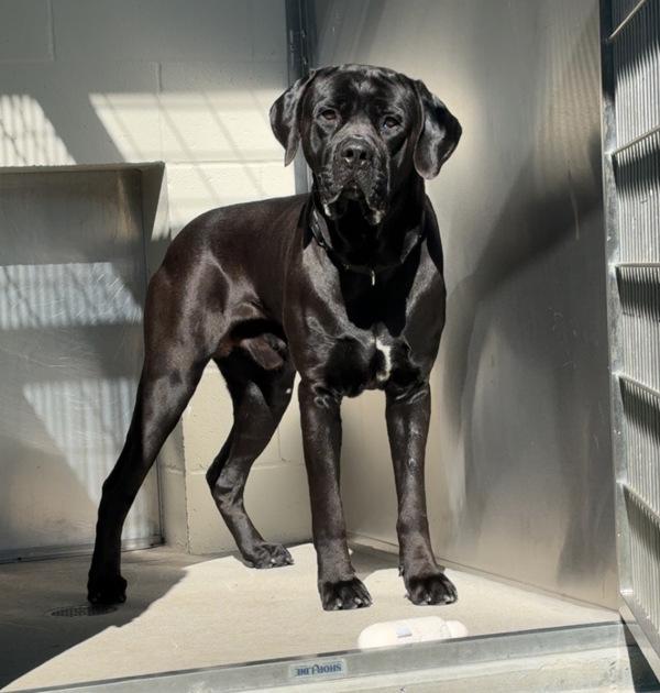 Big Randy, a Adoptable mixed breed in El Cajon, CA image 2/4