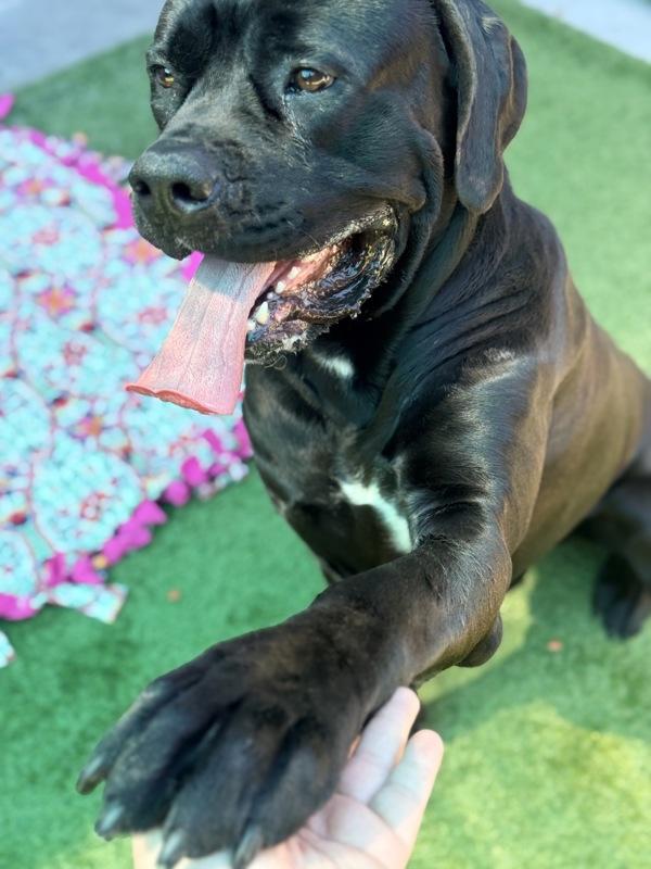 Big Randy, a Adoptable mixed breed in El Cajon, CA image 3/4