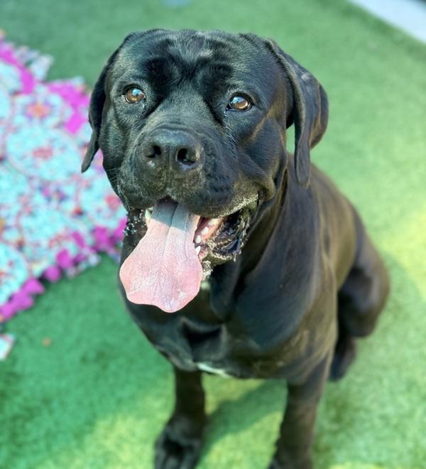 Big Randy, a Adoptable mixed breed in El Cajon, CA image 4/4