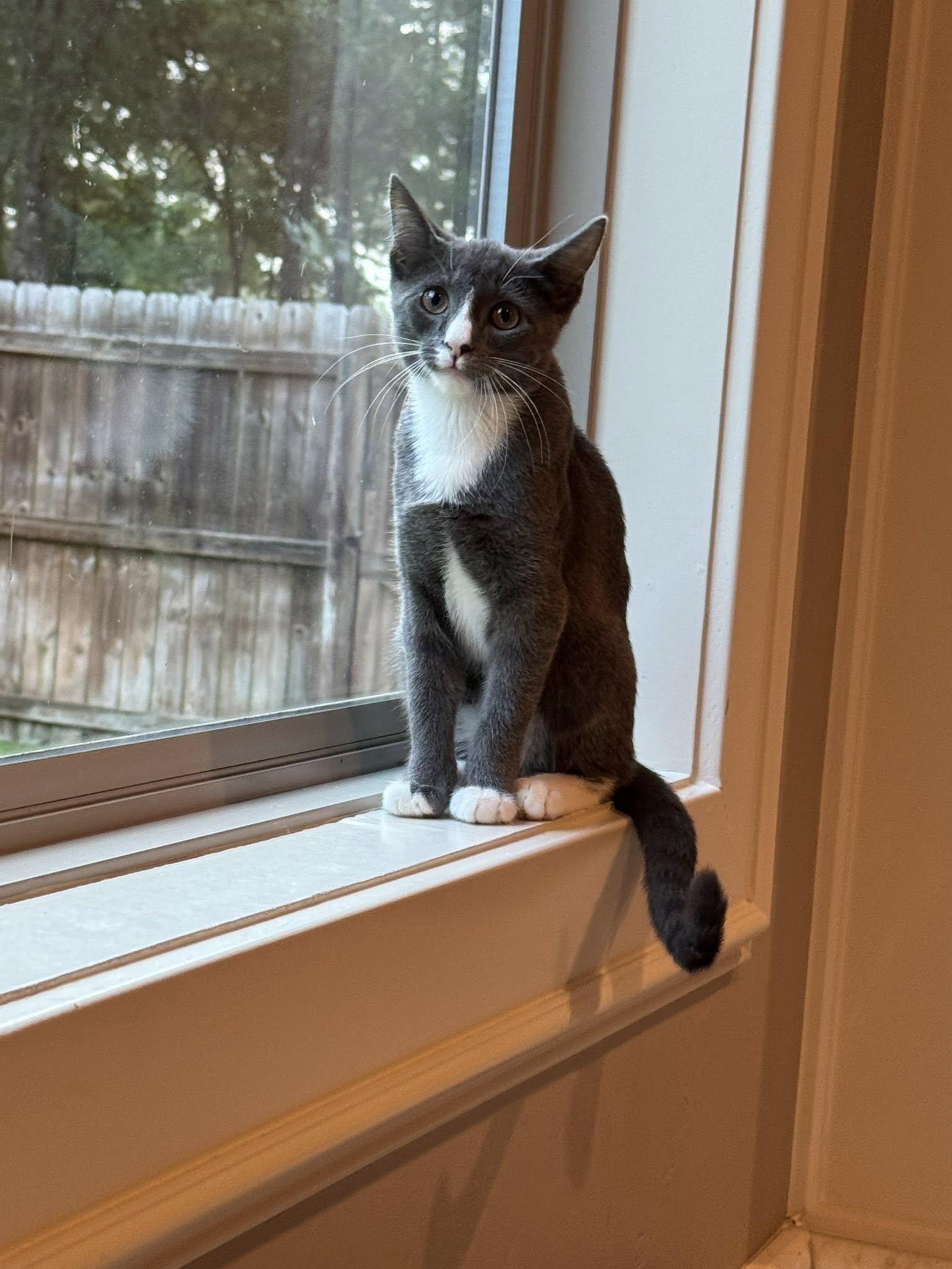 Enlarge Chaska, a Adoptable Tuxedo in Flint, TX image 2/5
