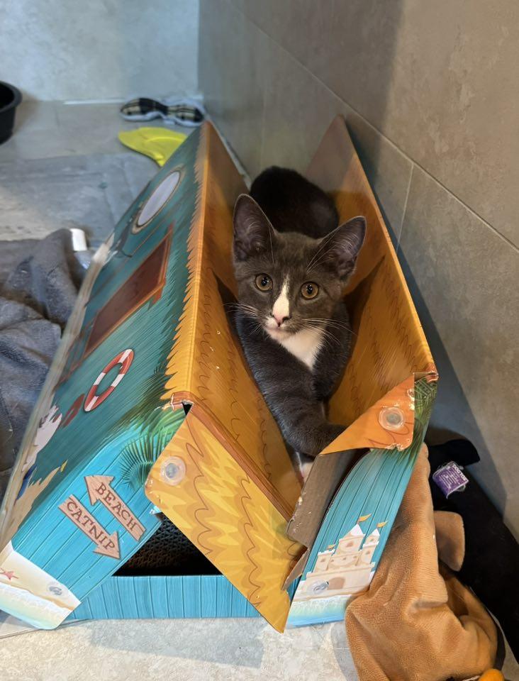 Chaska, Adoptable, Young Female Tuxedo.