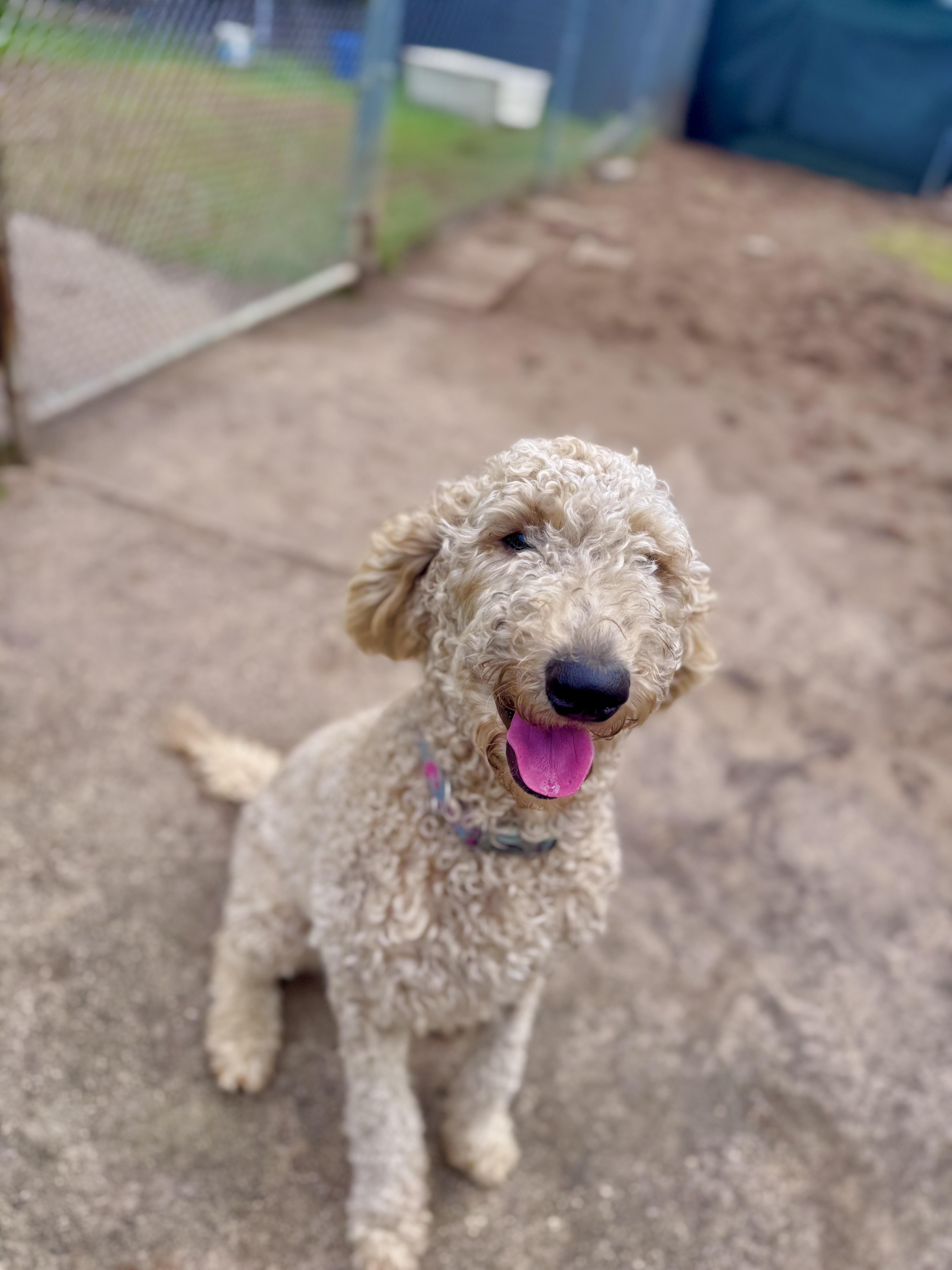 Enlarge Curly, an adopted mixed breed in Sebring, FL image 1/4