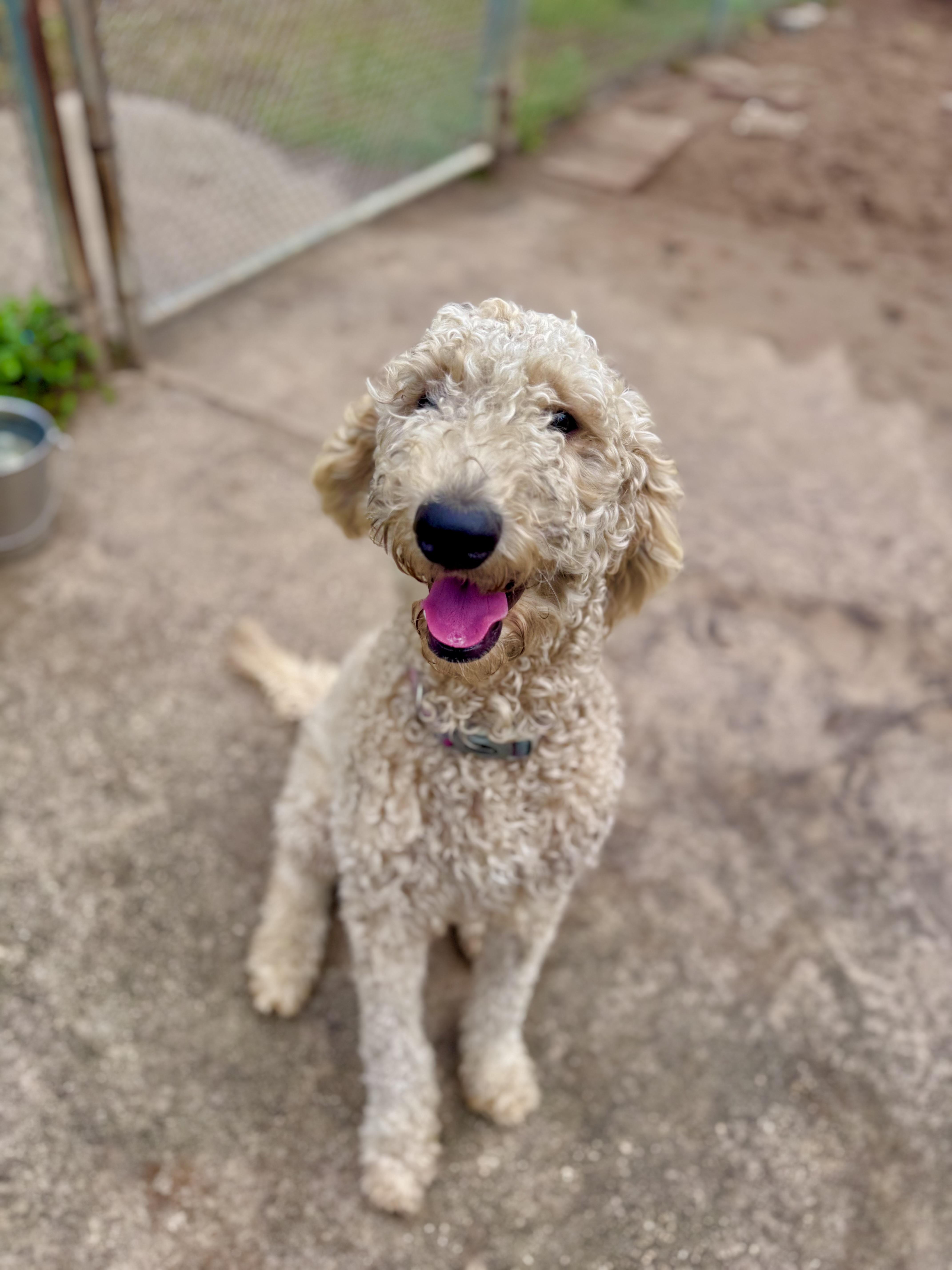 Enlarge Curly, an adopted mixed breed in Sebring, FL image 4/4
