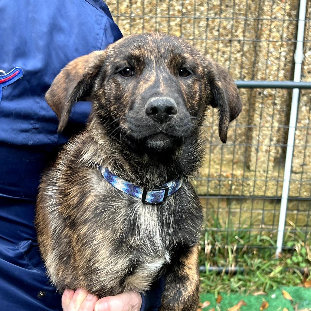 Ginger Rae — thumbnail 3