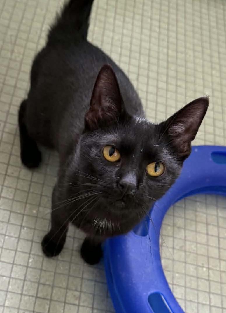 Enlarge Sugar, a ADOPTABLE Domestic Short Hair in Green Bay, WI image 2/2