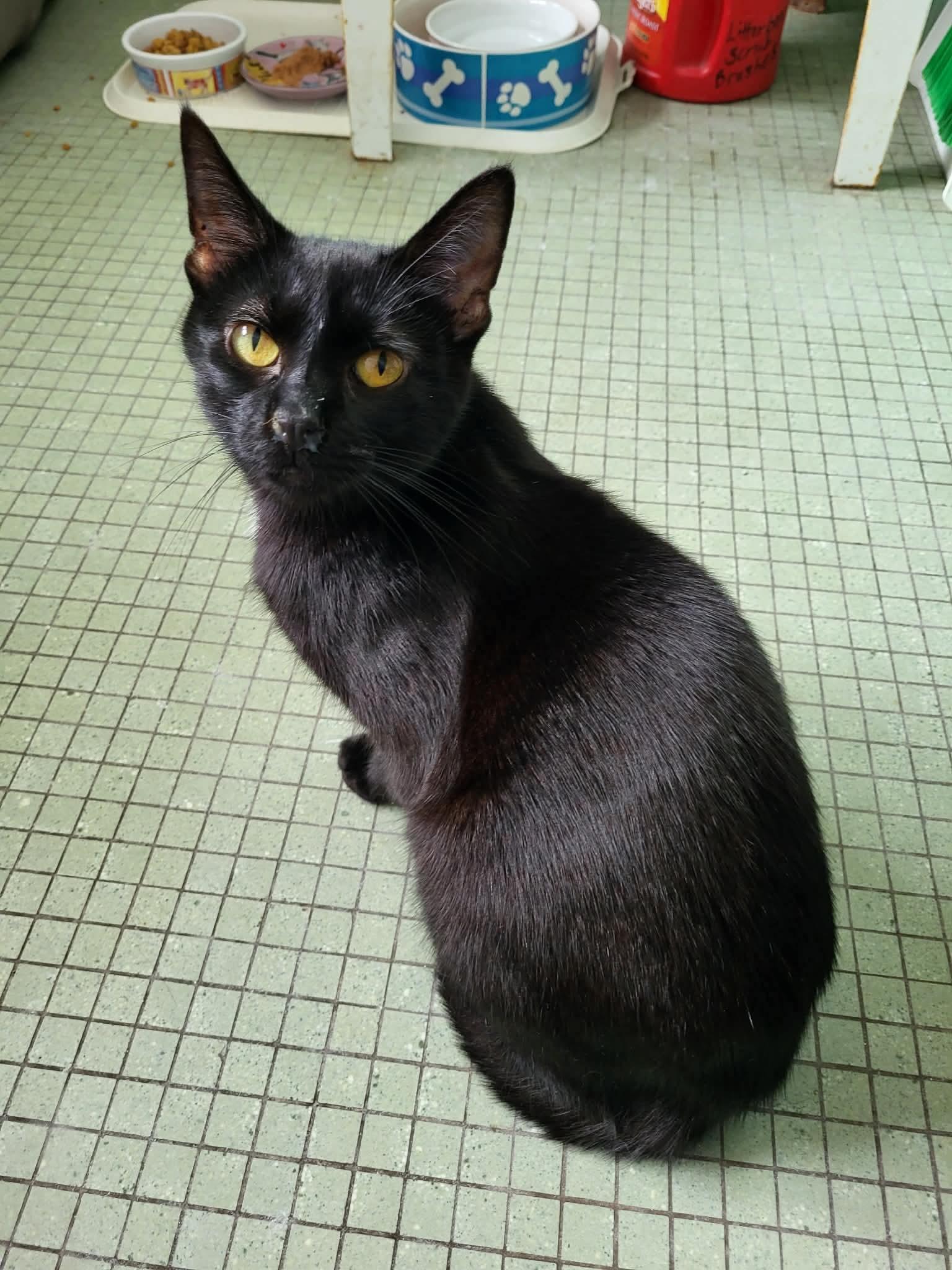 Enlarge Sugar, a ADOPTABLE Domestic Short Hair in Green Bay, WI image 1/2