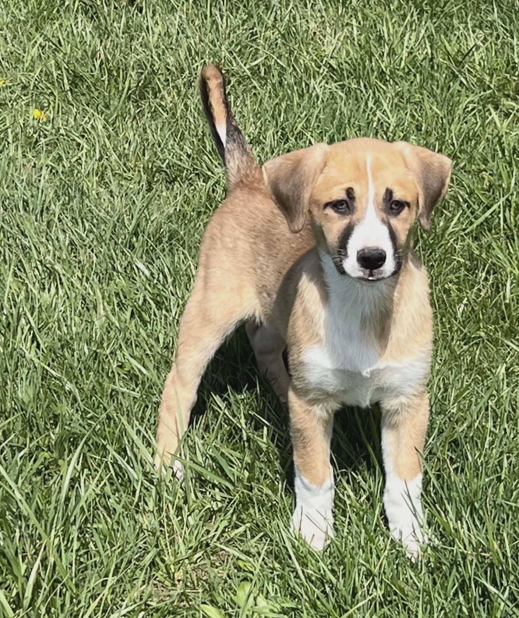 Enlarge Mellie, an adopted mixed breed in Shelbyville, KY image 2/5