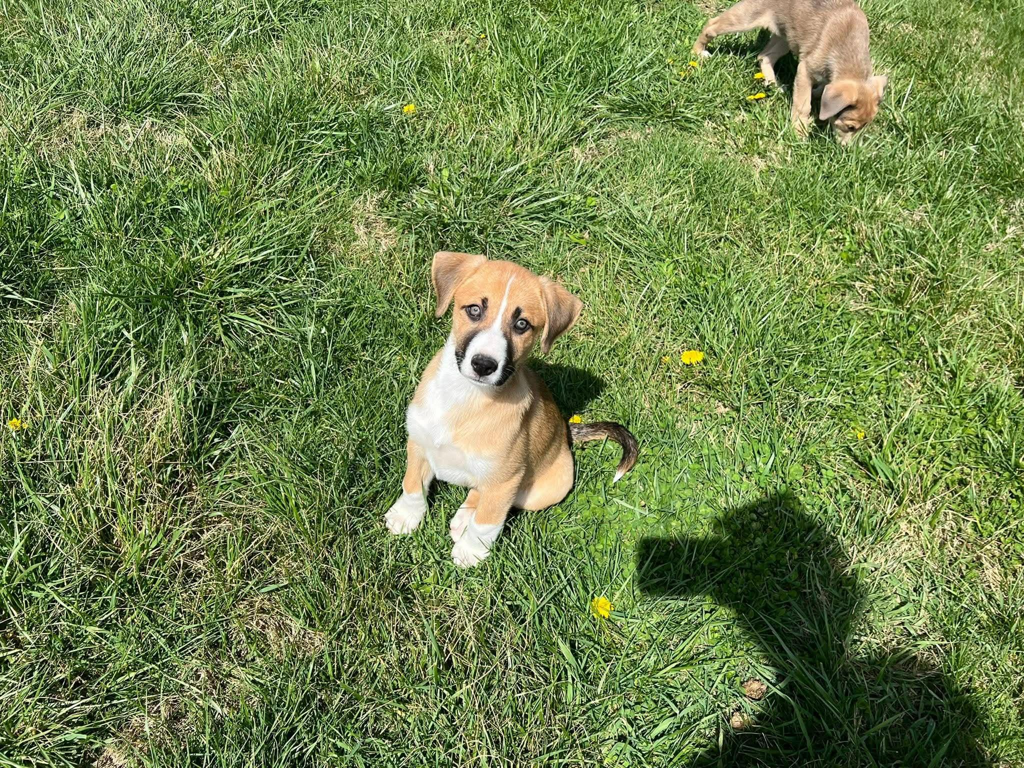 Enlarge Mellie, an adopted mixed breed in Shelbyville, KY image 1/5