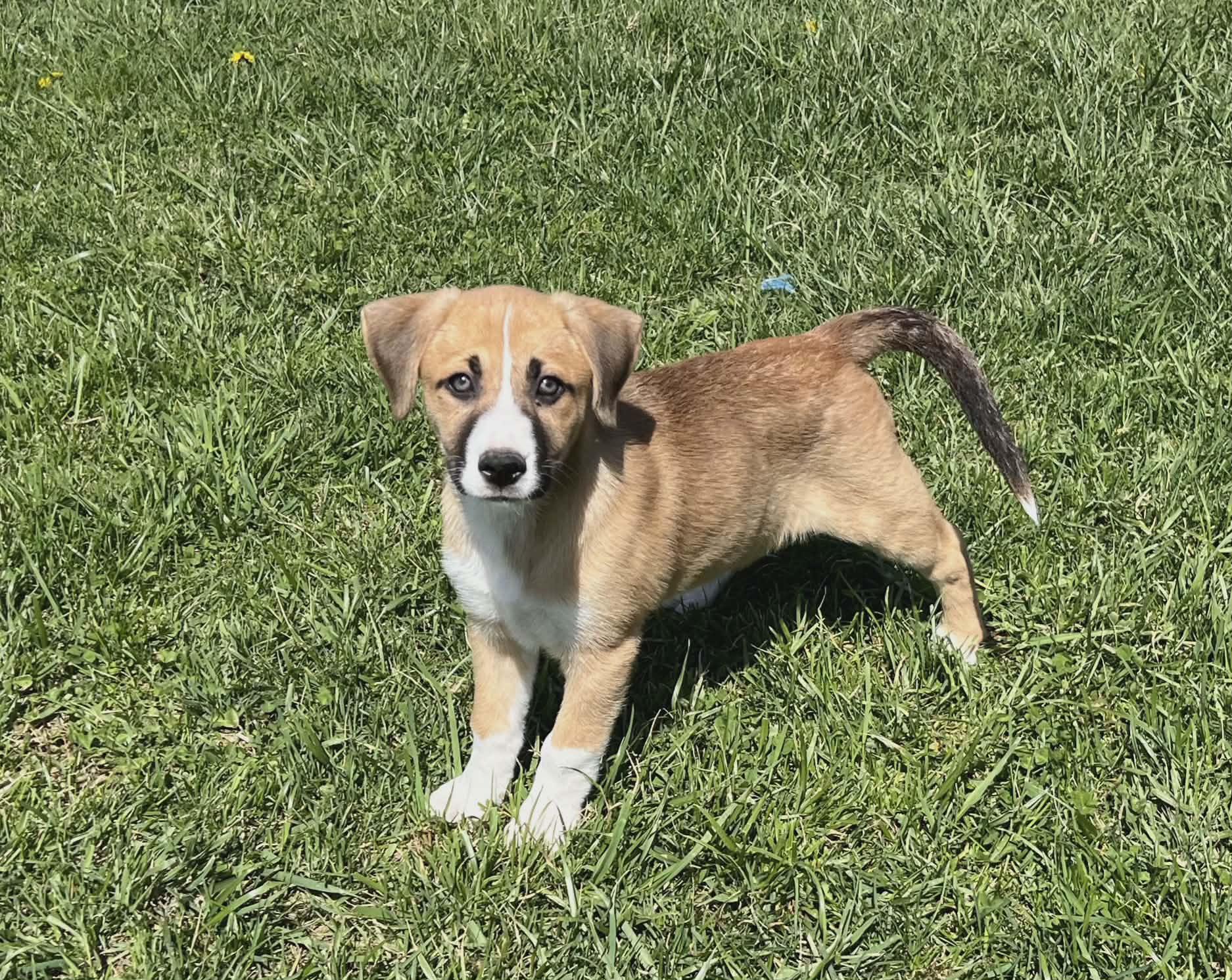 Enlarge Mellie, an adopted mixed breed in Shelbyville, KY image 3/5