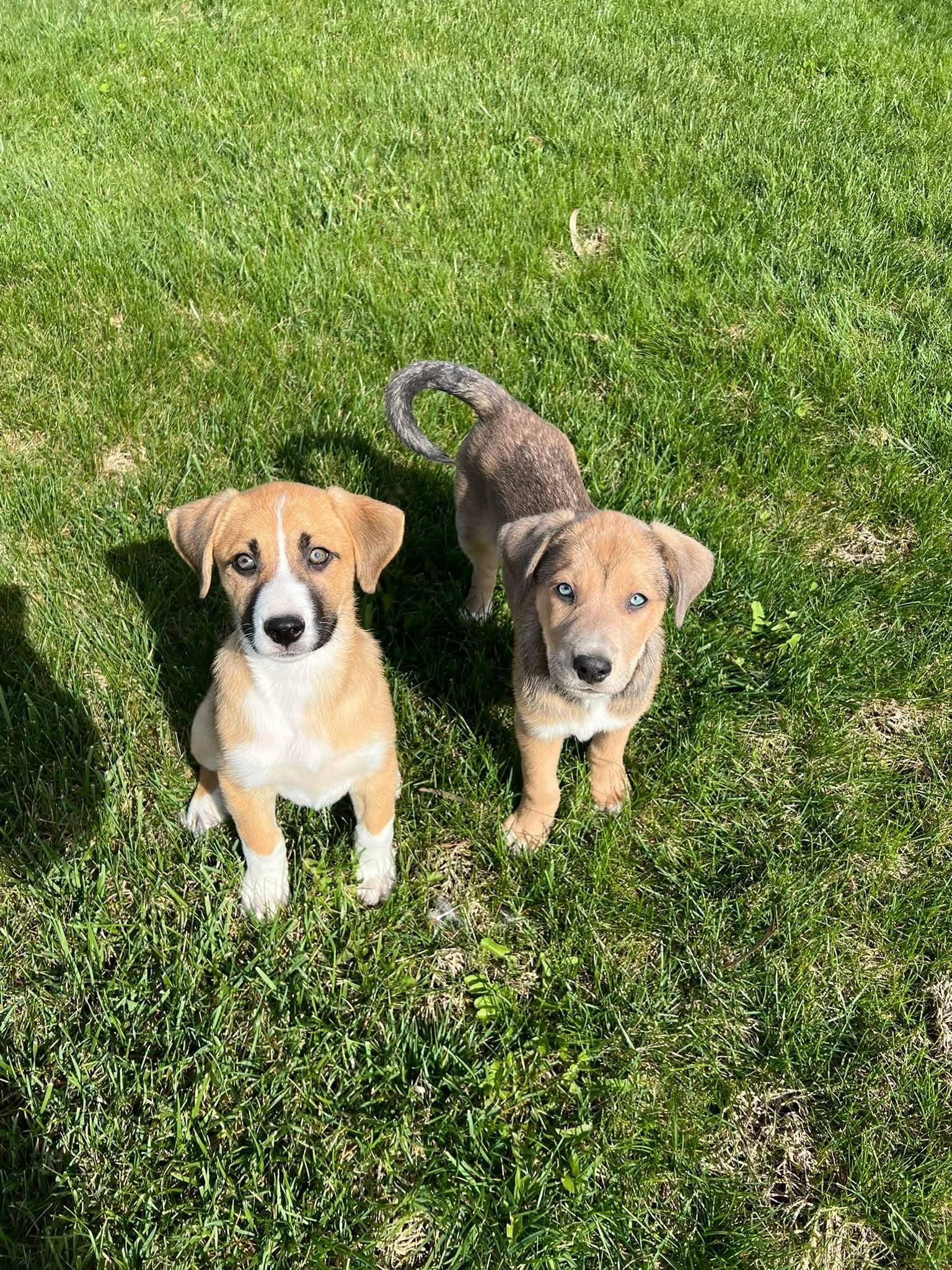 Enlarge Mellie, an adopted mixed breed in Shelbyville, KY image 4/5