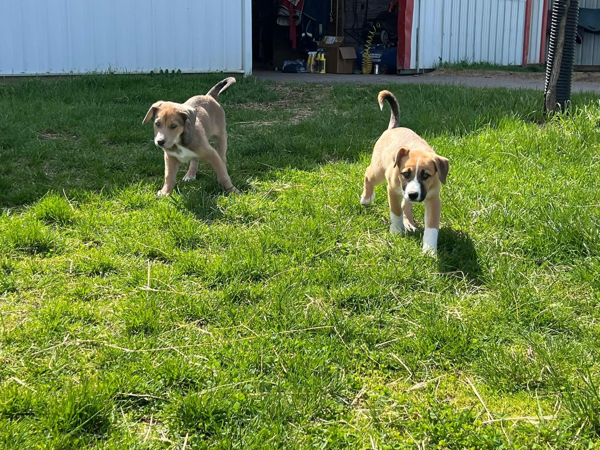 Enlarge Mellie, an adopted mixed breed in Shelbyville, KY image 5/5