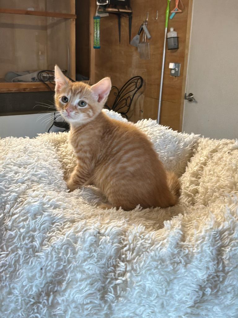 Bridgerton, adopted, Kitten Female Tabby.
