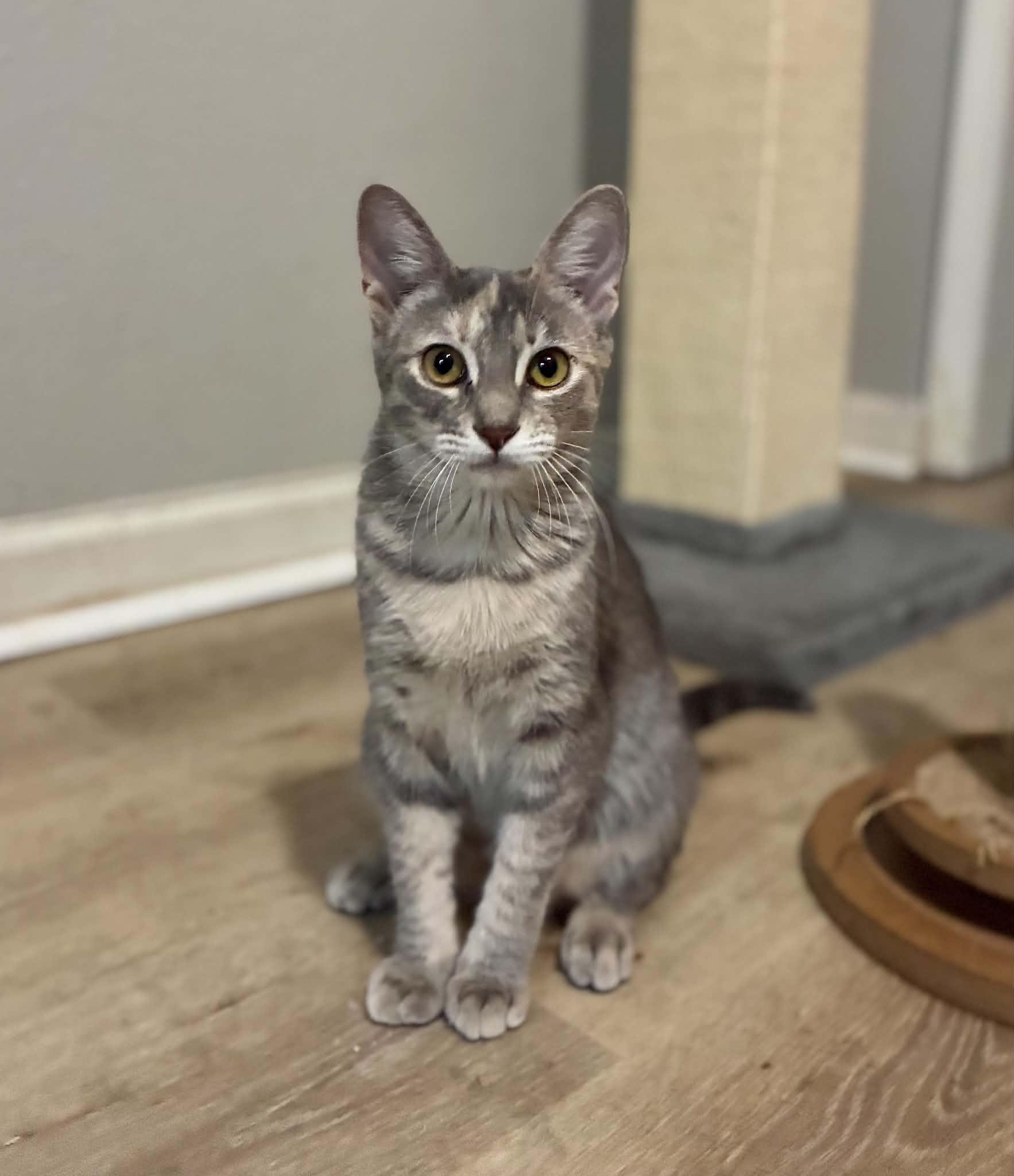 Pigeon, Adoptable, Kitten Female American Shorthair.