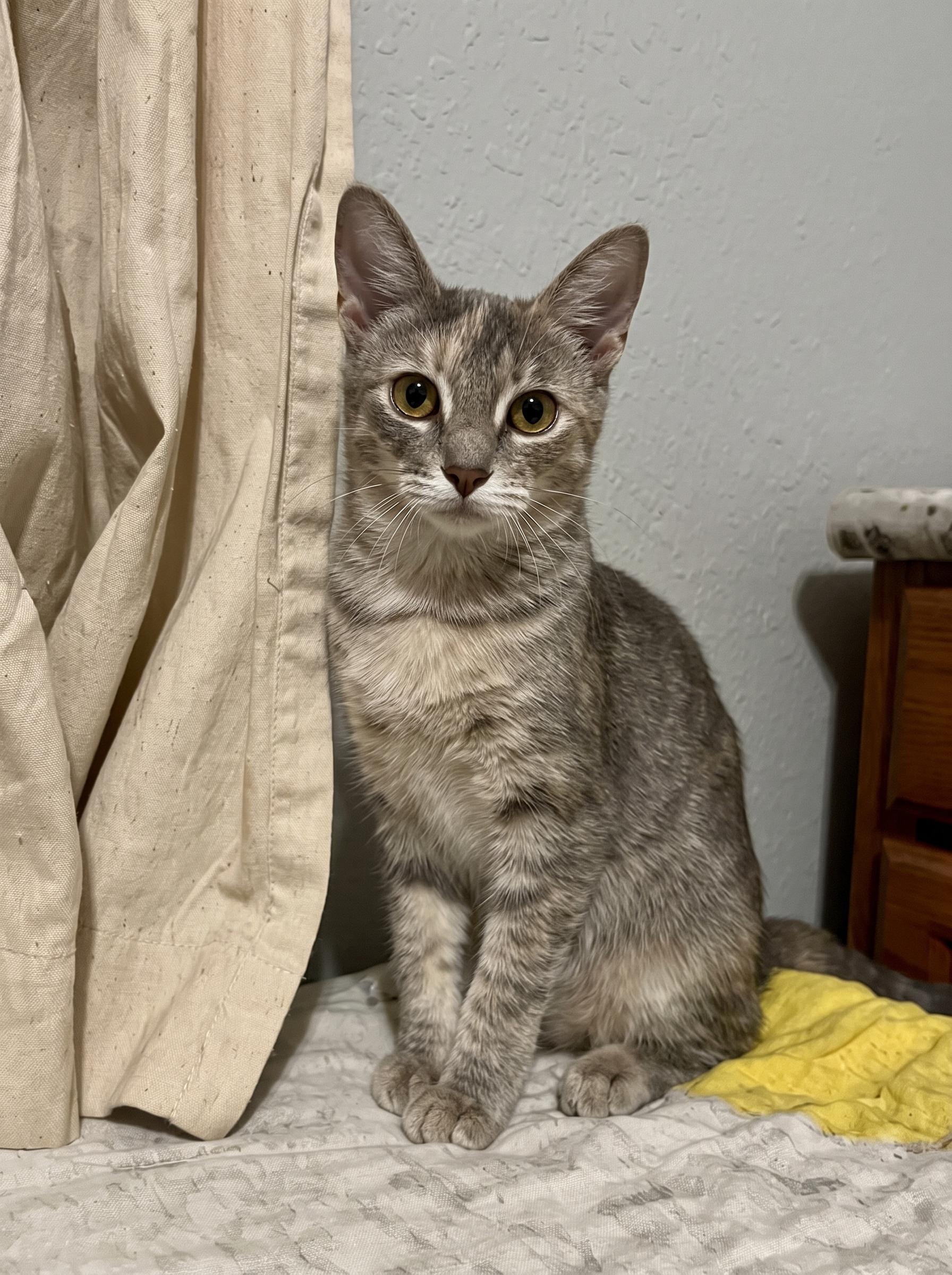 Enlarge Pigeon, a Adoptable American Shorthair in Gulfport, MS image 4/6