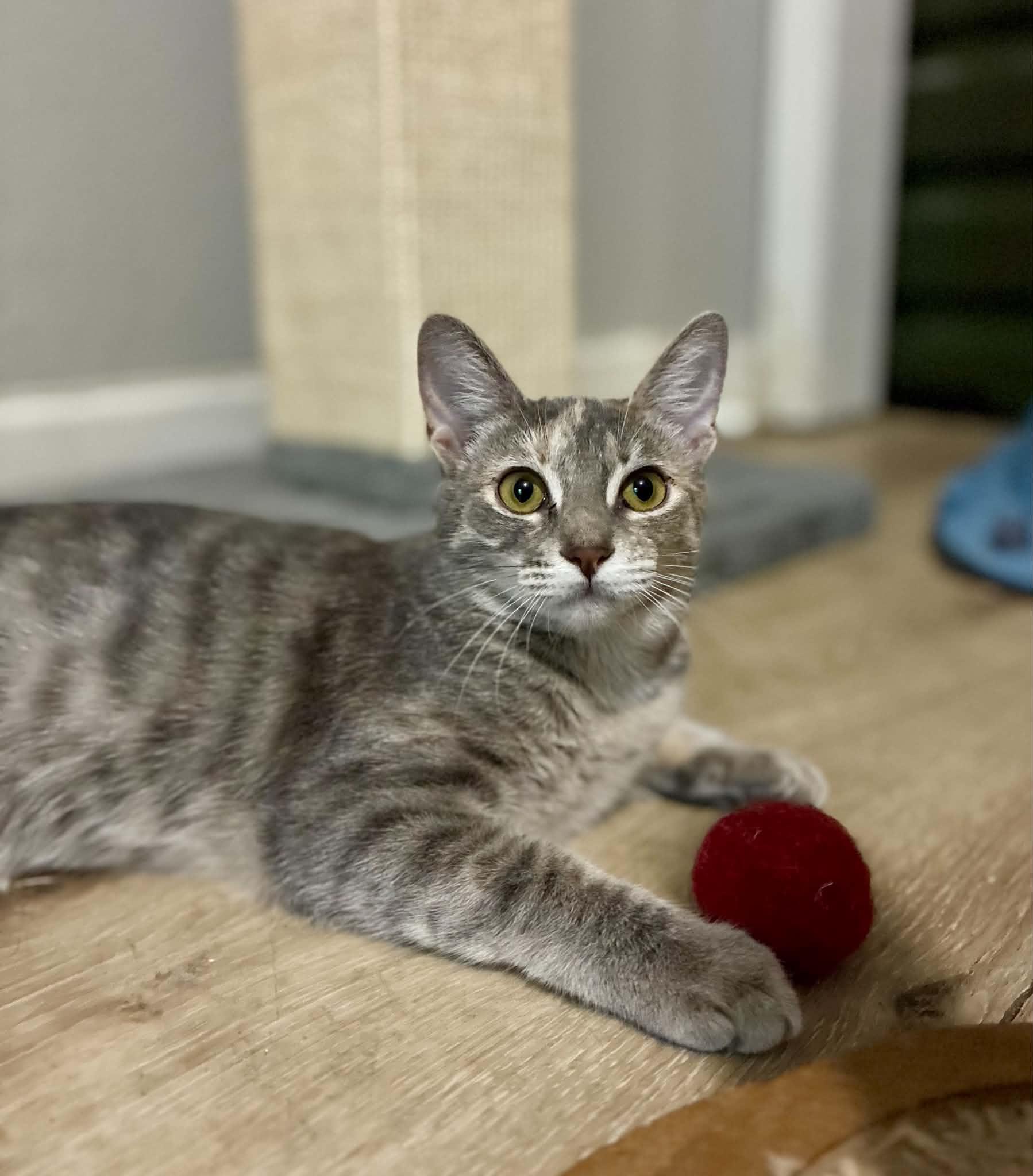 Enlarge Pigeon, a Adoptable American Shorthair in Gulfport, MS image 2/6