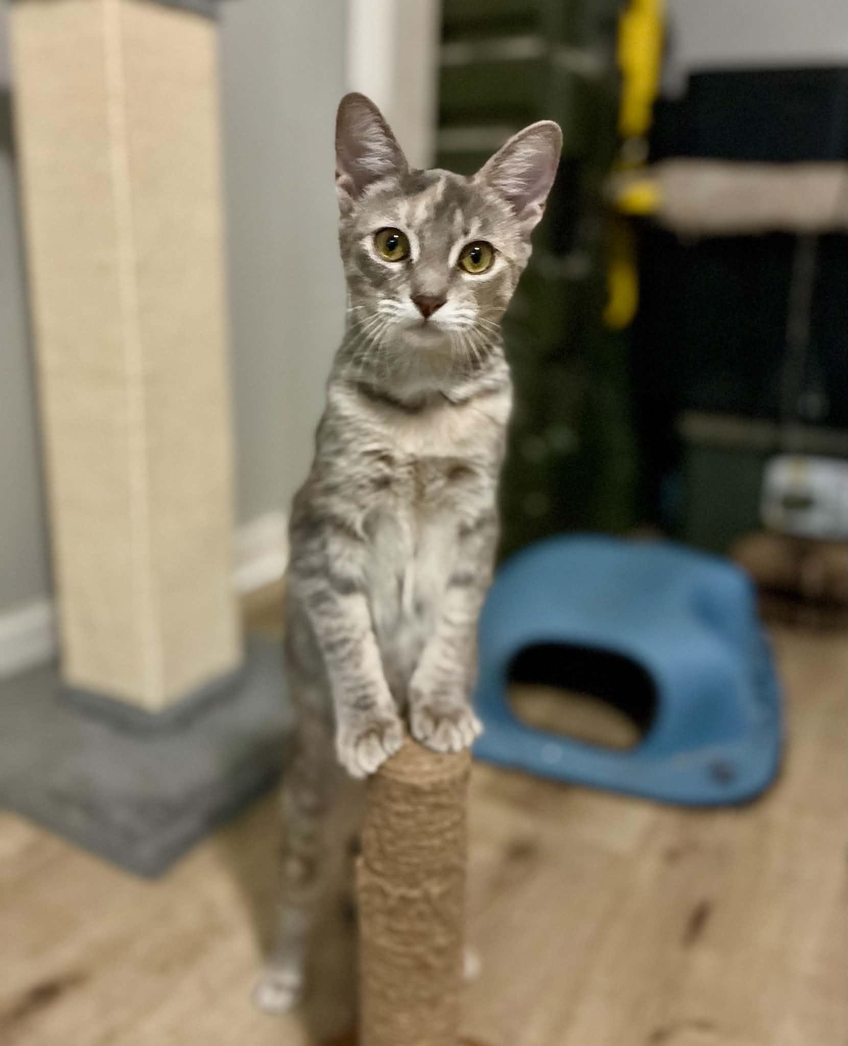 Enlarge Pigeon, a Adoptable American Shorthair in Gulfport, MS image 5/6