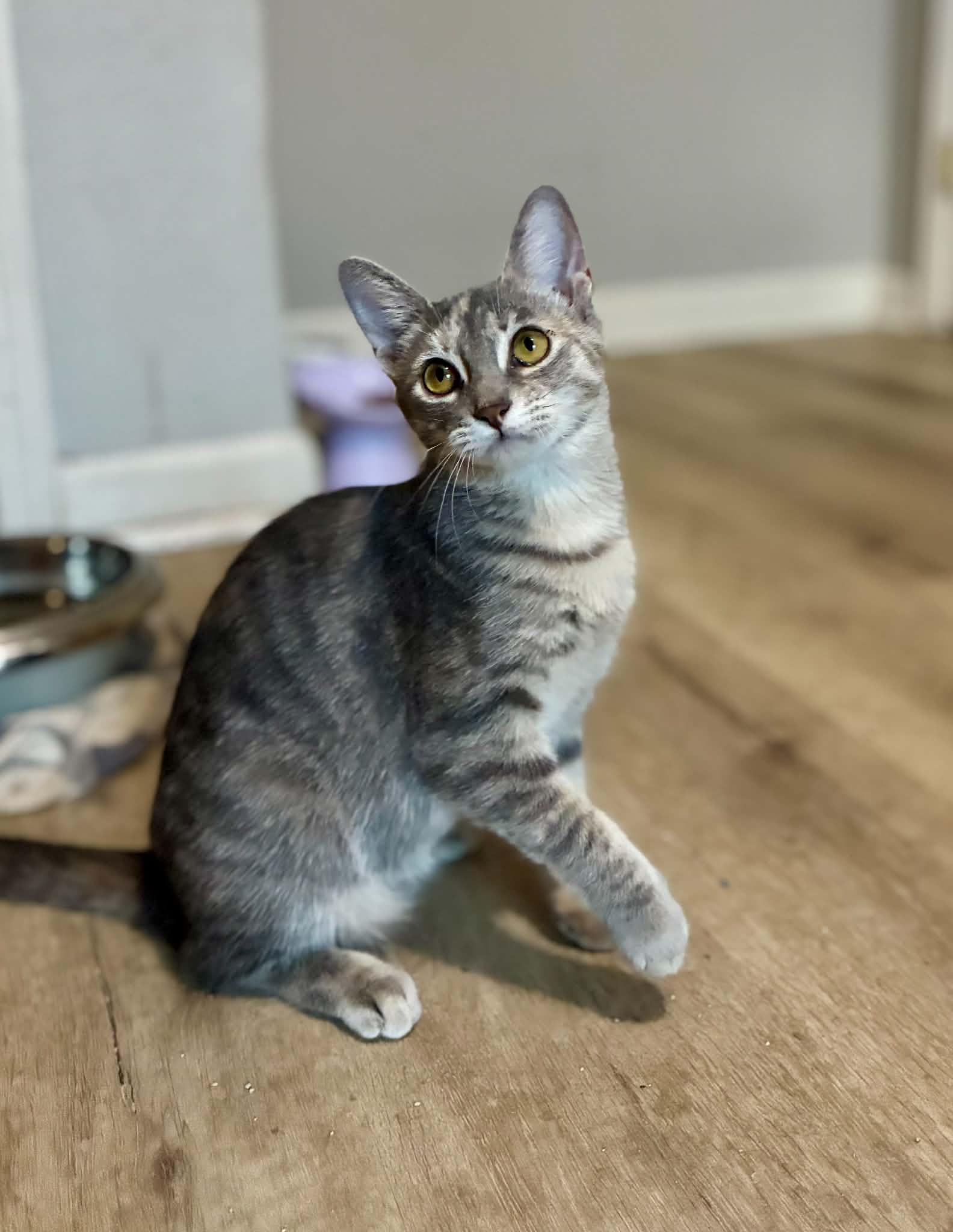 Enlarge Pigeon, a Adoptable American Shorthair in Gulfport, MS image 3/6