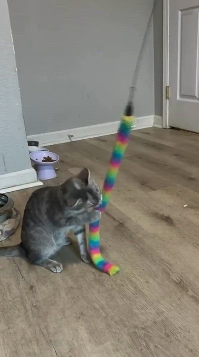 Enlarge Pigeon, a Adoptable American Shorthair in Gulfport, MS video 6/6