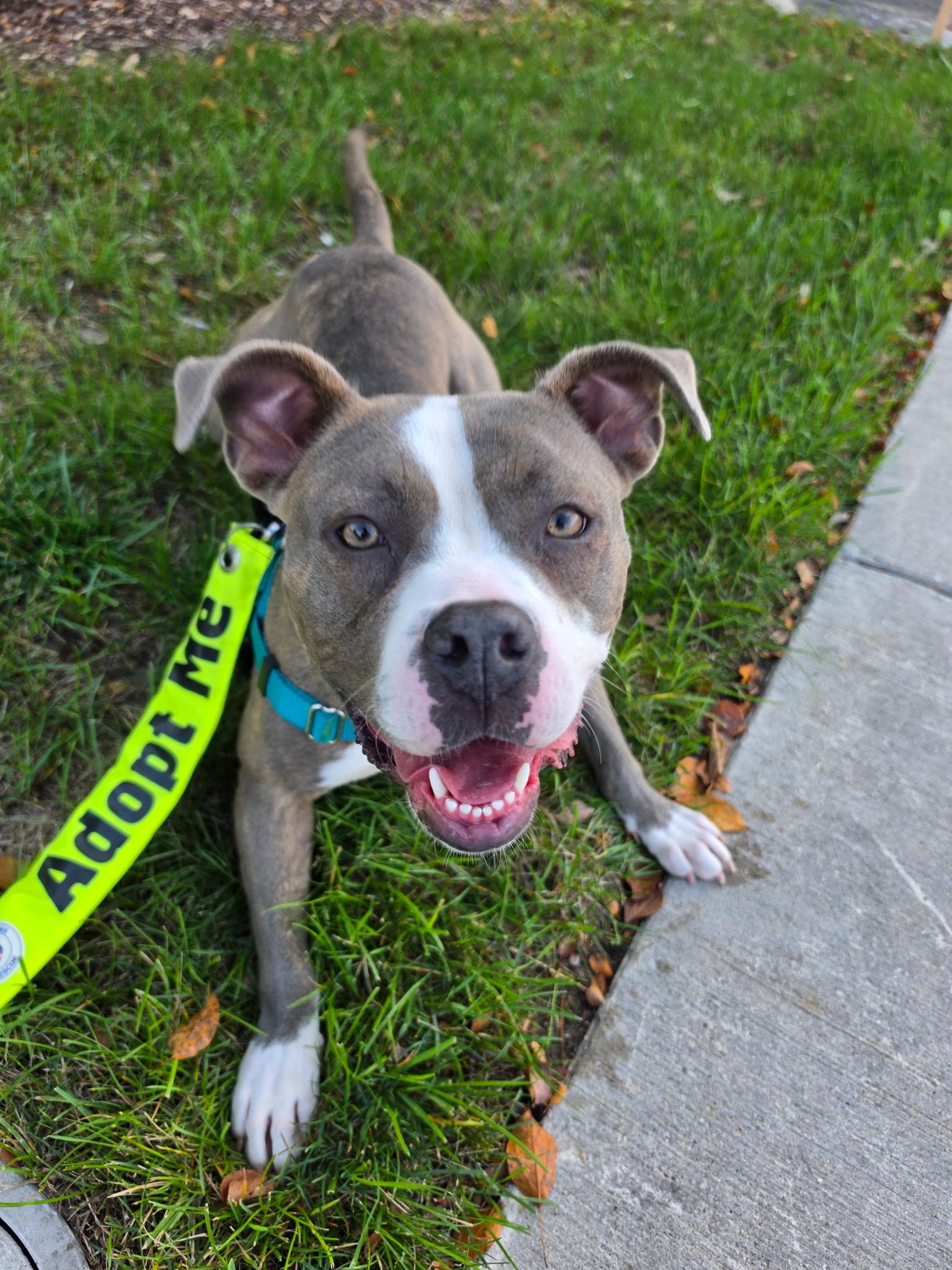 Krishna, Adoptable, Adult Female Pit Bull Terrier & American Staffordshire Terrier.