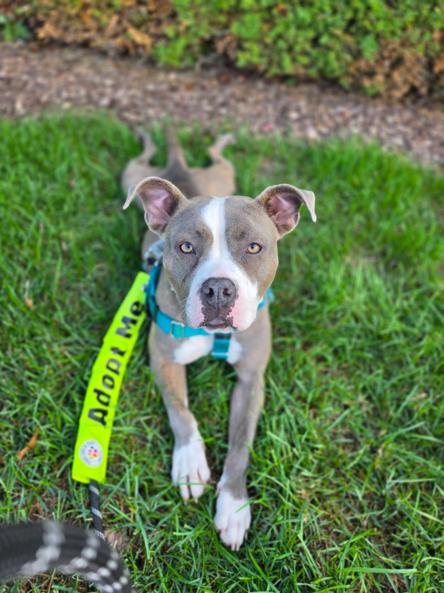 Enlarge Krishna, a Adoptable mixed breed in Troy, MI image 2/6