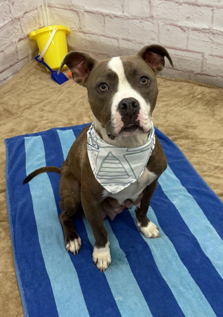 Enlarge Krishna, a Adoptable mixed breed in Troy, MI image 3/6
