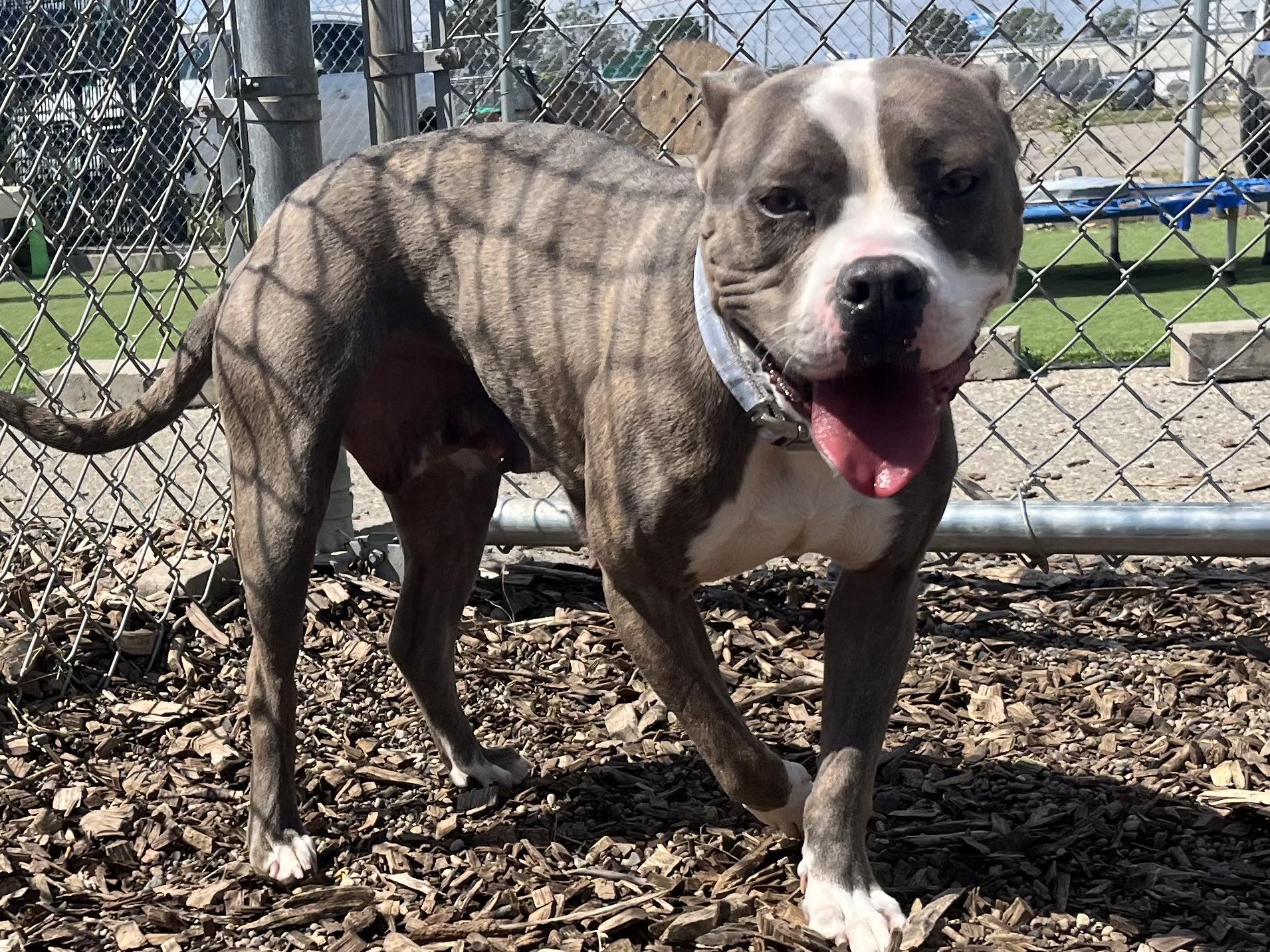 Enlarge Krishna, a Adoptable mixed breed in Troy, MI image 5/6