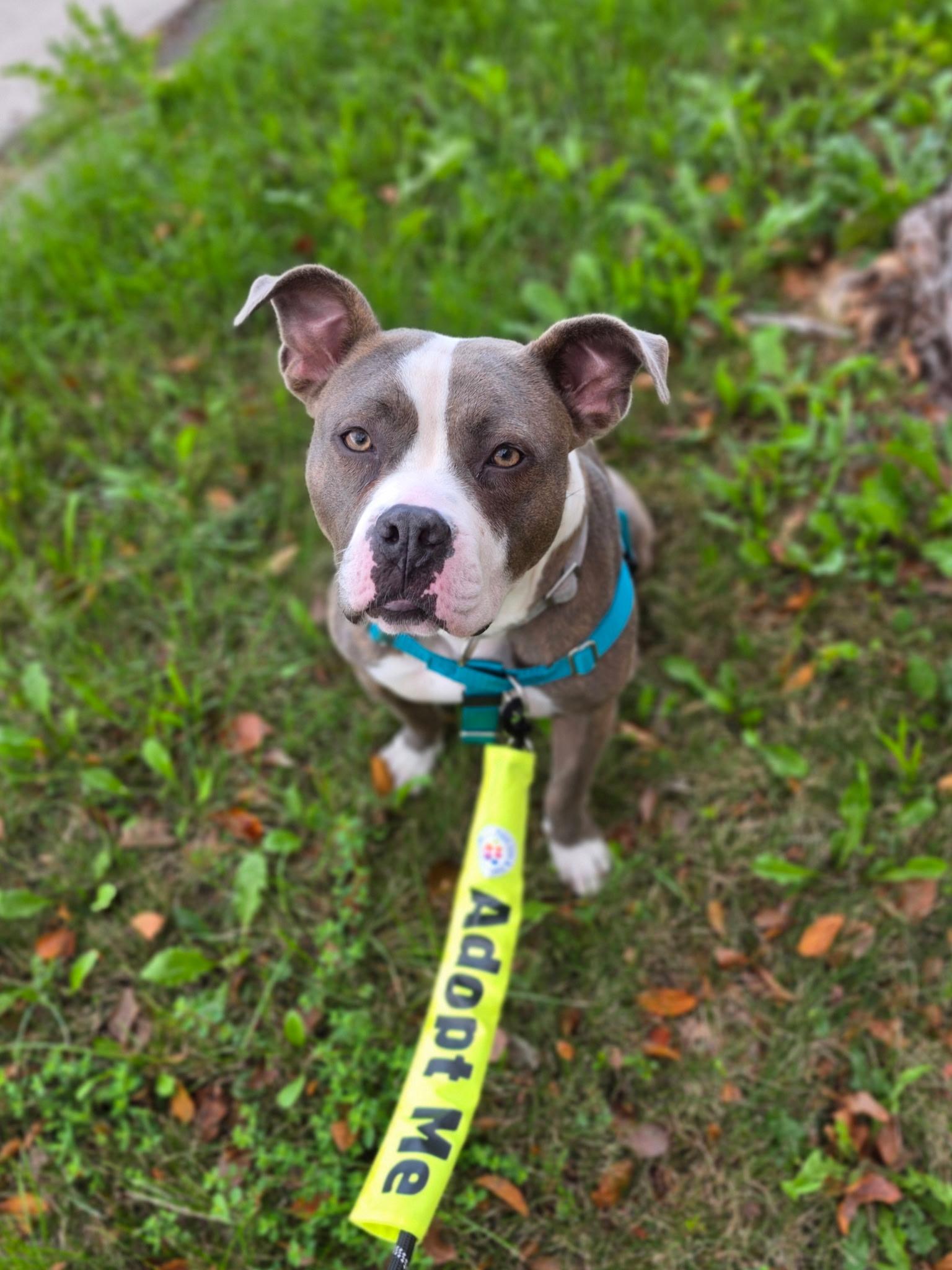 Enlarge Krishna, a Adoptable mixed breed in Troy, MI image 6/6