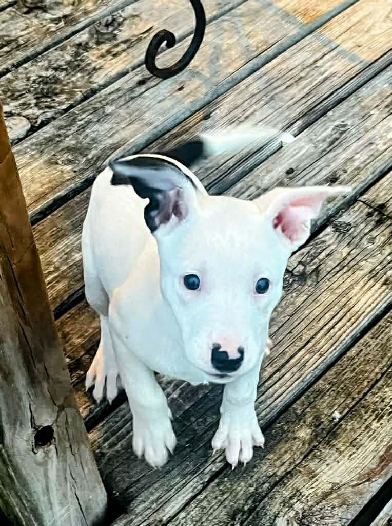 Enlarge Oreo, a Adoptable American Staffordshire Terrier in Chester , VA image 4/6
